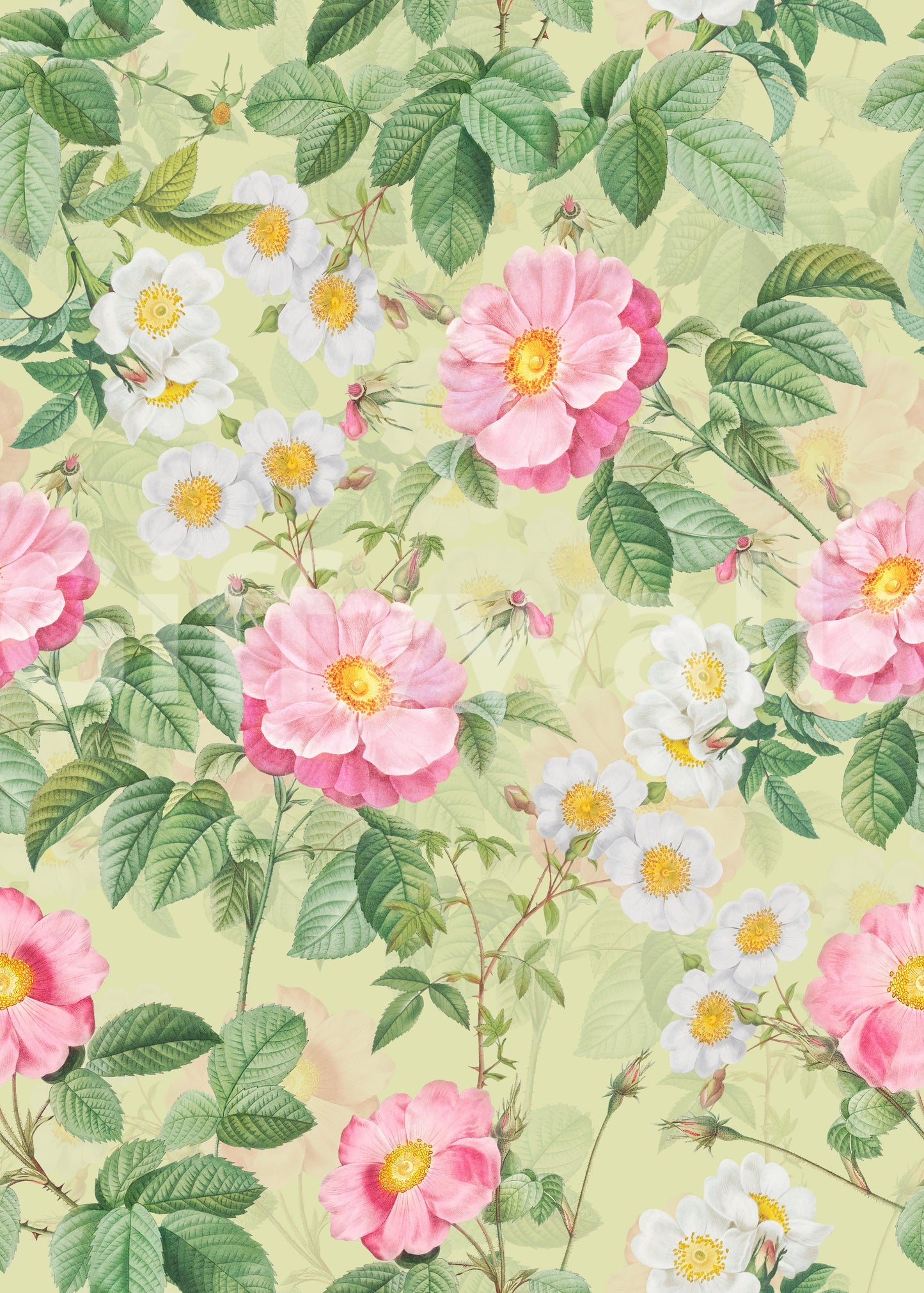 Elegant rose wallpaper mural with natural, botanical beauty and soft tones.