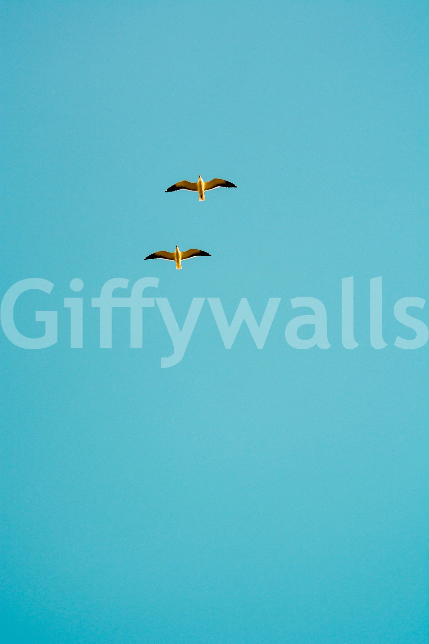 The wallpaper for walls being admired in a home.