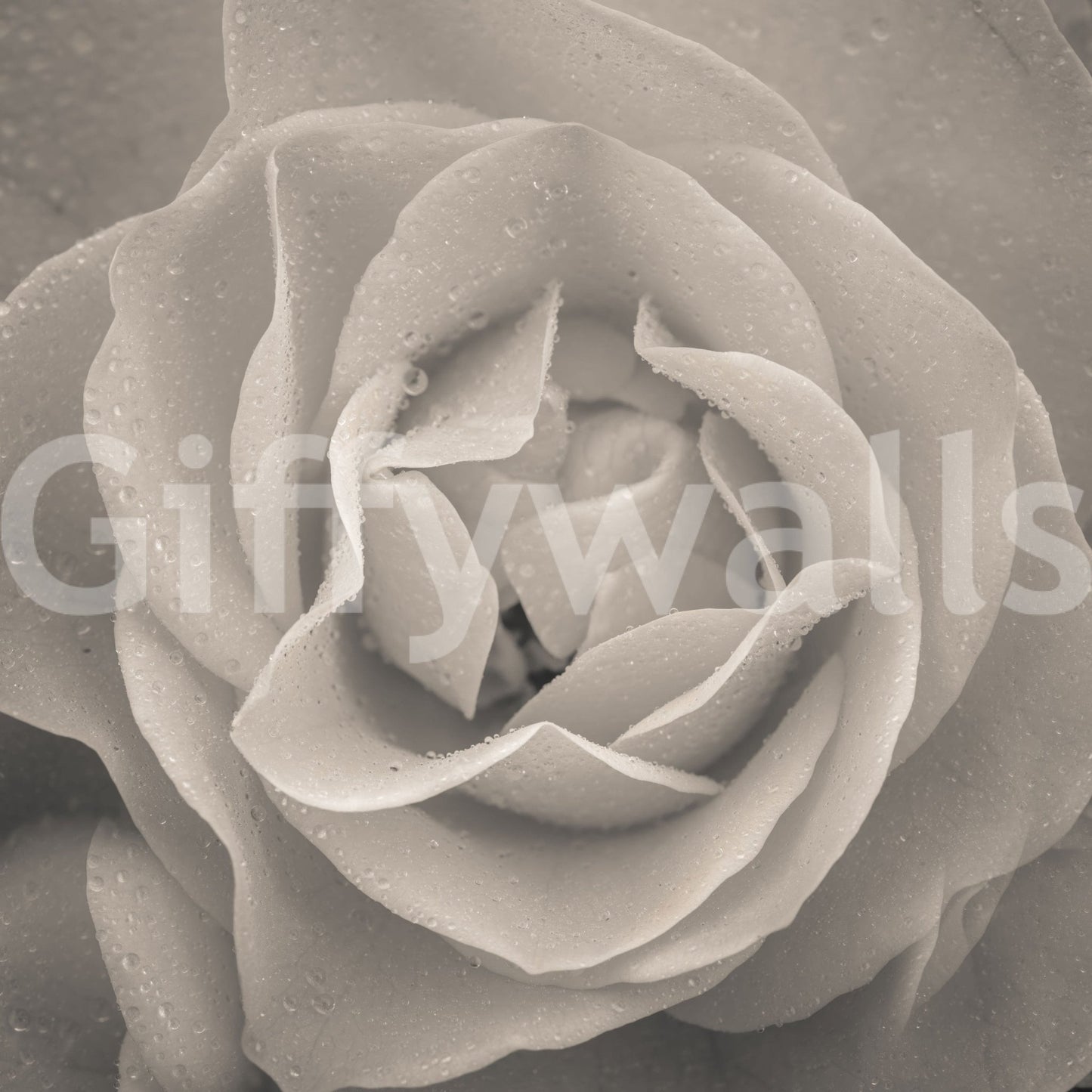 Dramatic sepia-toned rose mural showcasing layered petals in crisp detail.