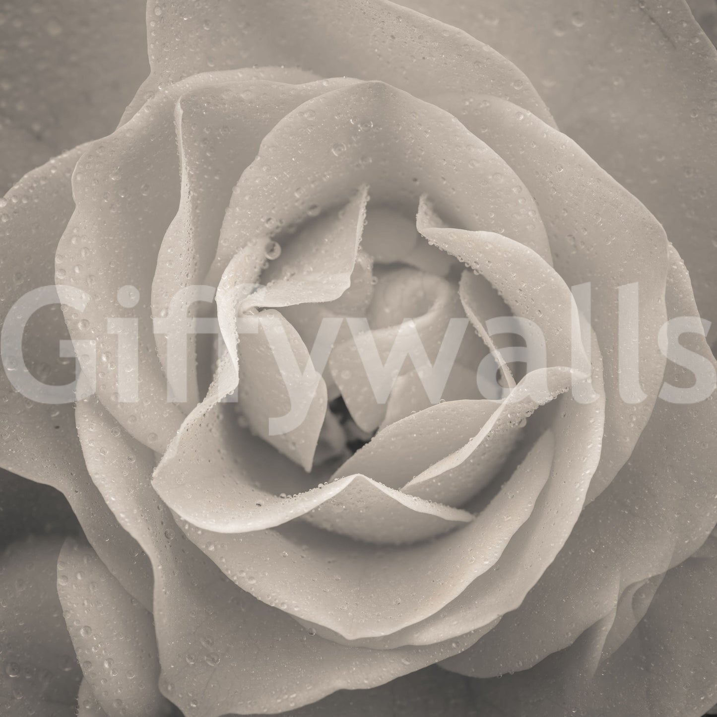 Dramatic sepia-toned rose mural showcasing layered petals in crisp detail.