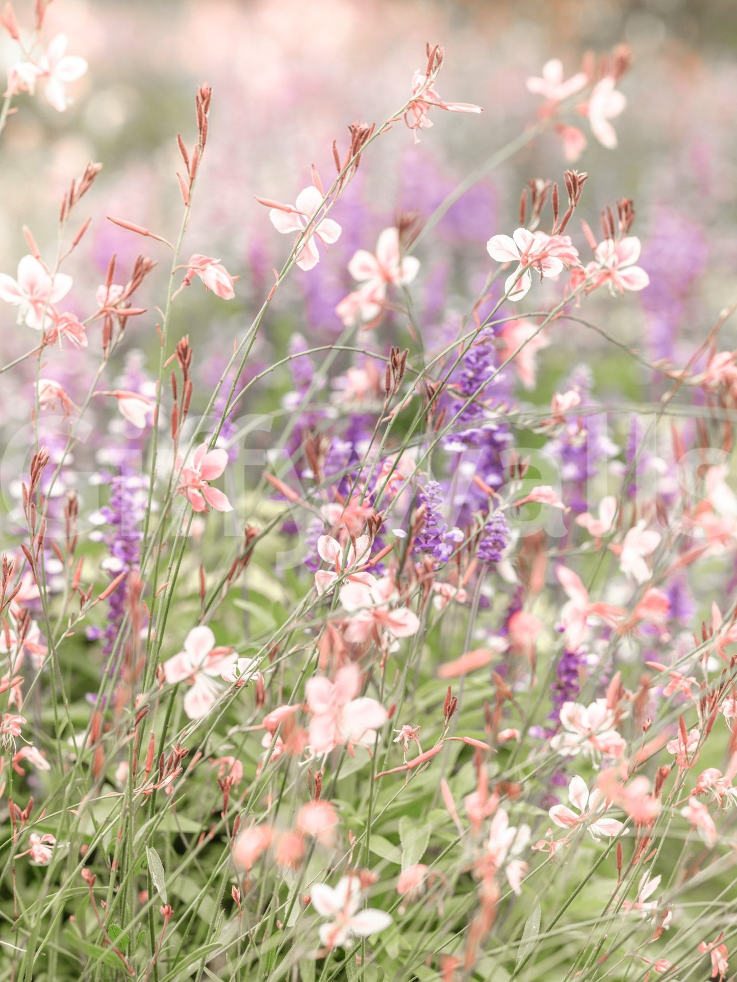 Whimsical nature mural wallpaper