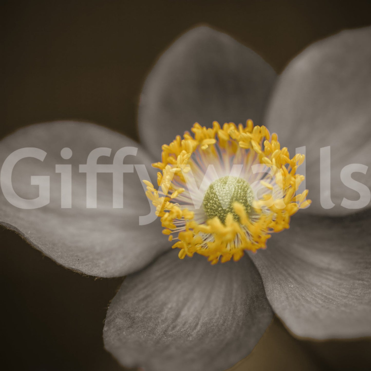 Artistic macro wall mural with soft petals