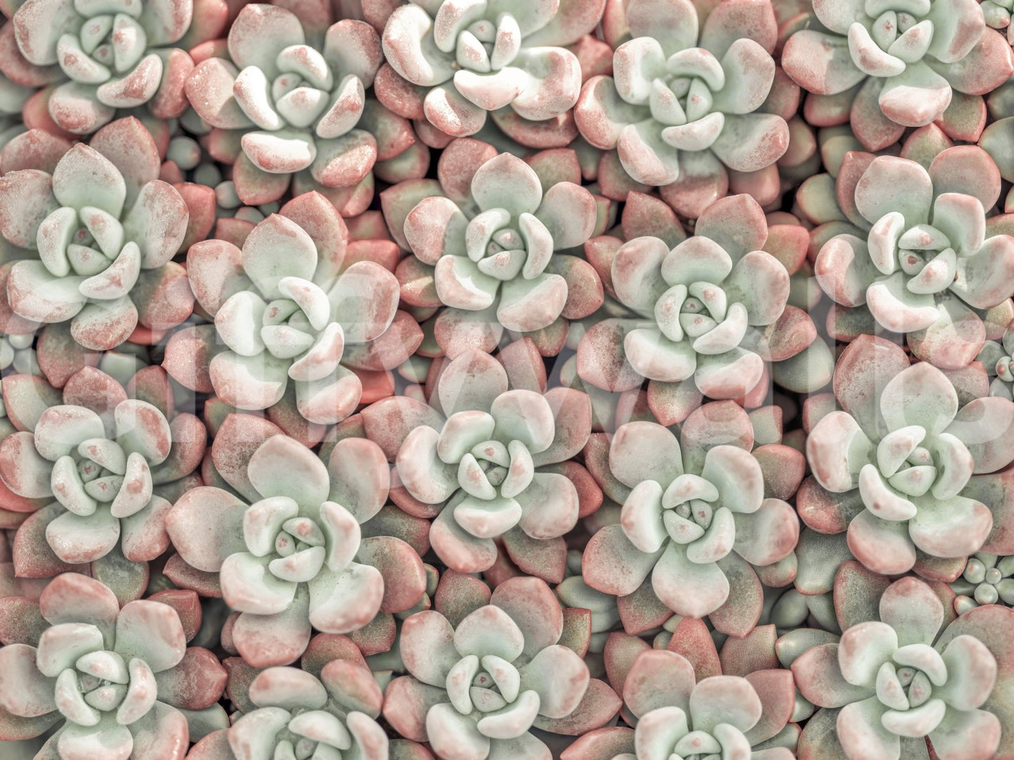 Close-up succulent art for walls
