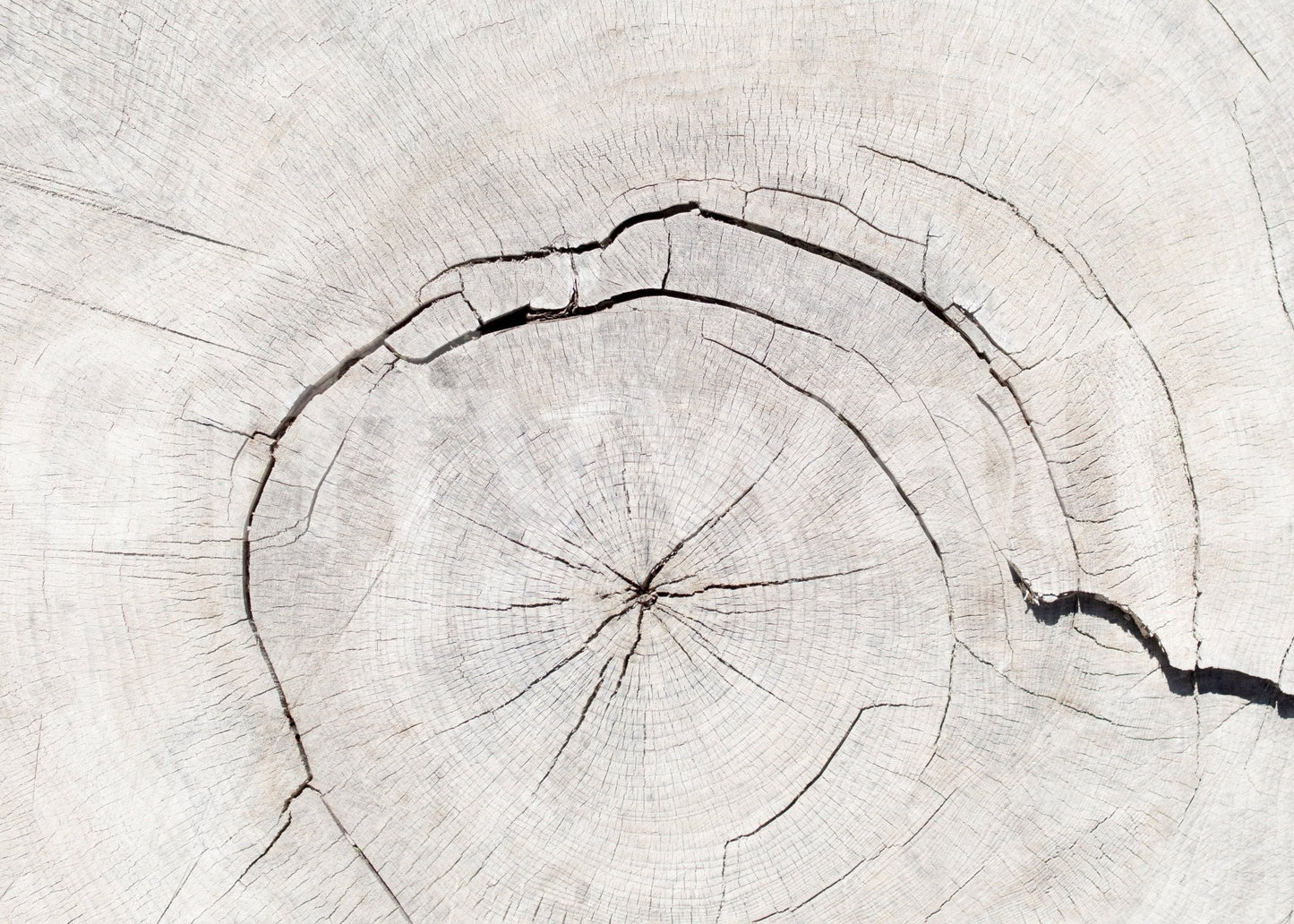 Tree wallpaper mural in hallway, natural texture look, neutral colors for a long wall