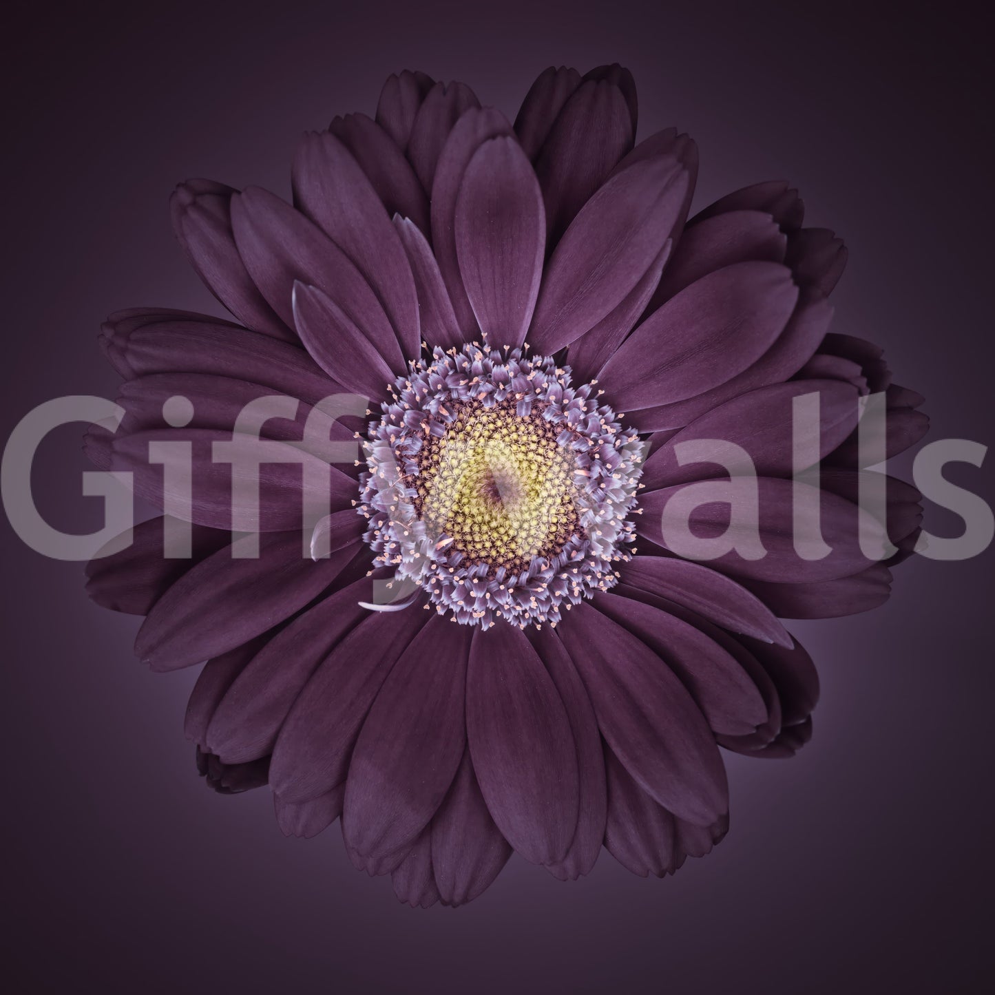 Elegant floral wall mural in velvet tones for luxurious interiors.