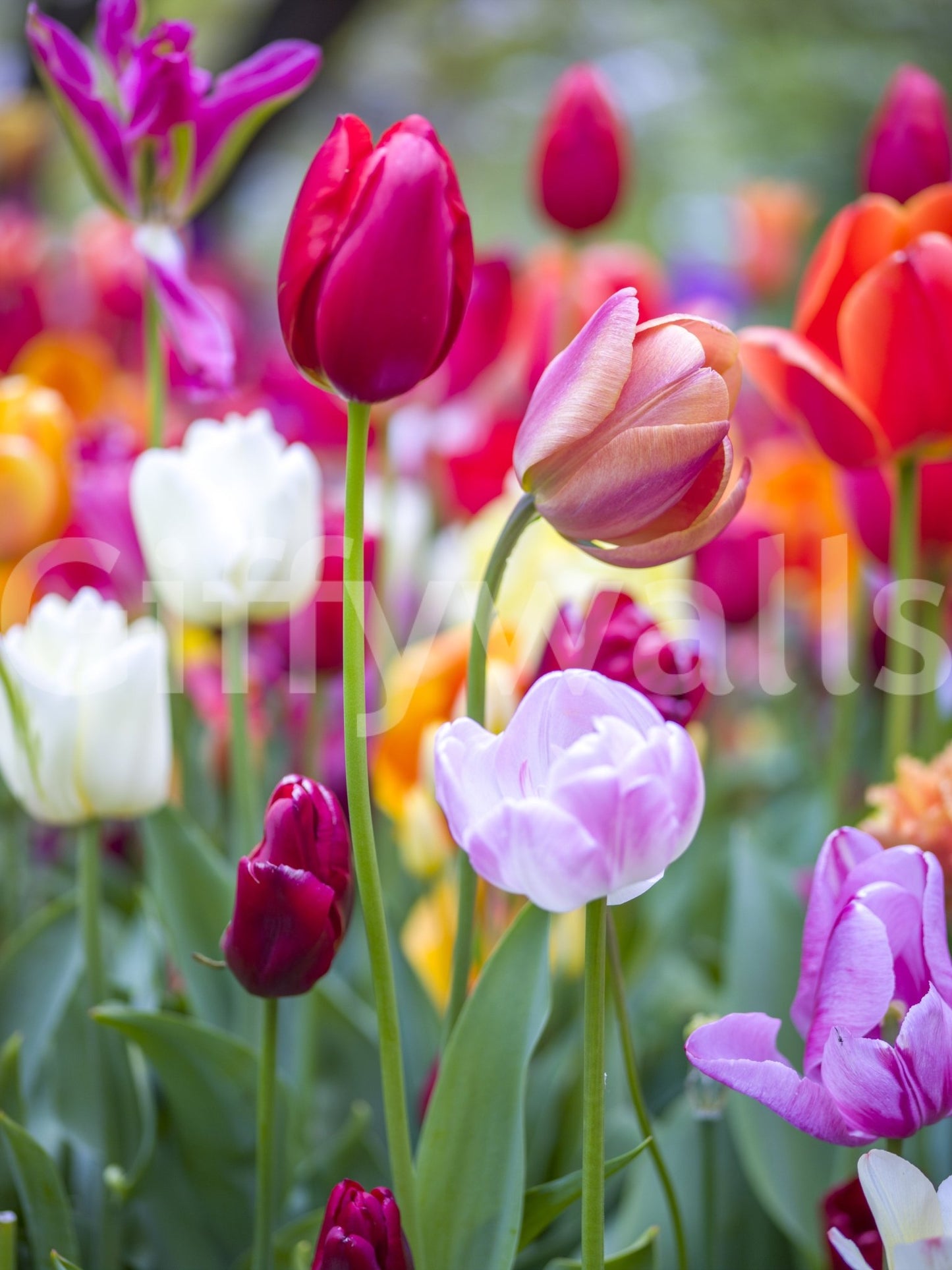 The Vibrant Tulips mural gives the space a burst of color and a fresh feel.