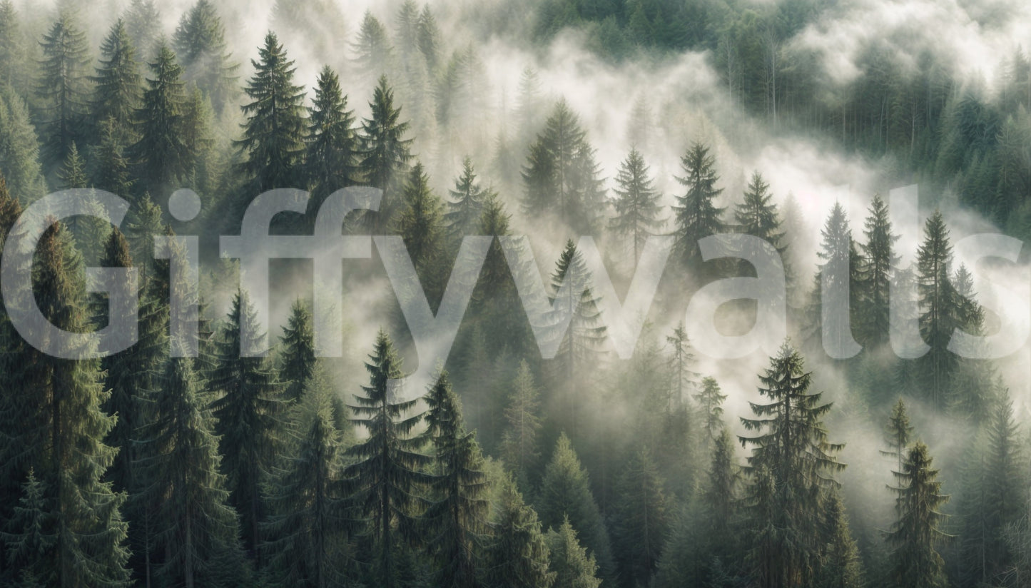 Pine forest foggy wall wallpaper