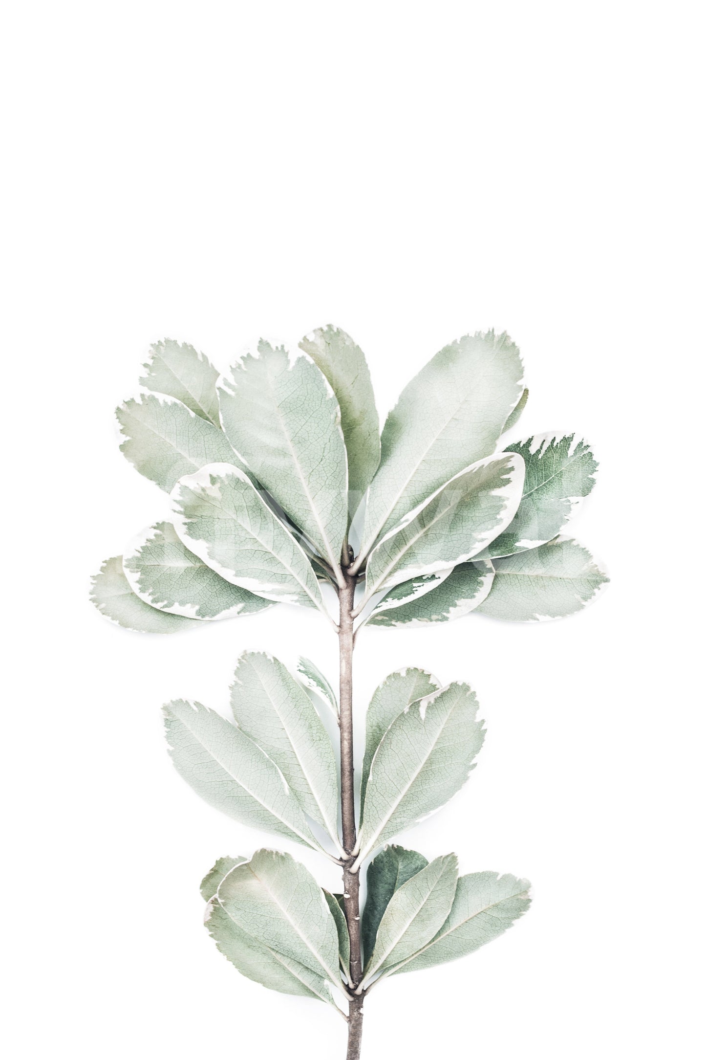 Elegant plant-themed wallpaper in light hues