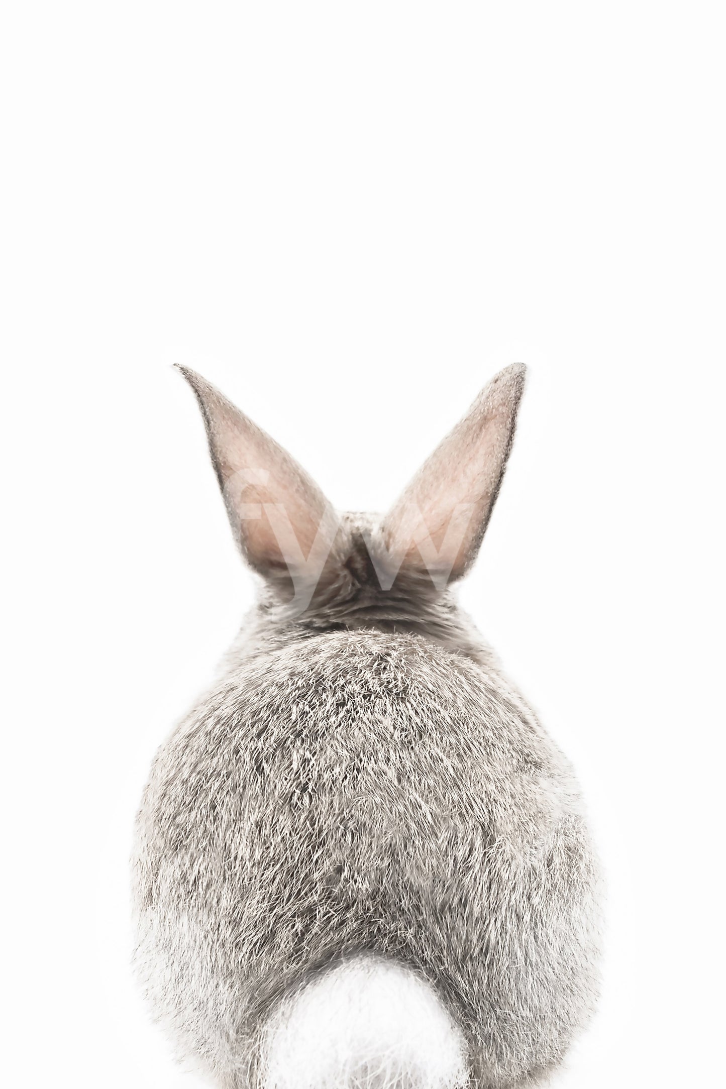 Soft bunny tail mural for a tranquil and whimsical home decor.