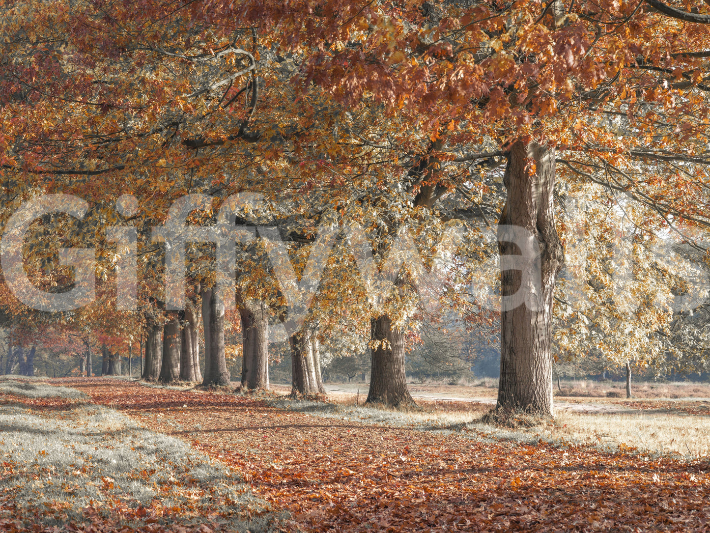 Golden autumn trees and path mural for a calming fall atmosphere.