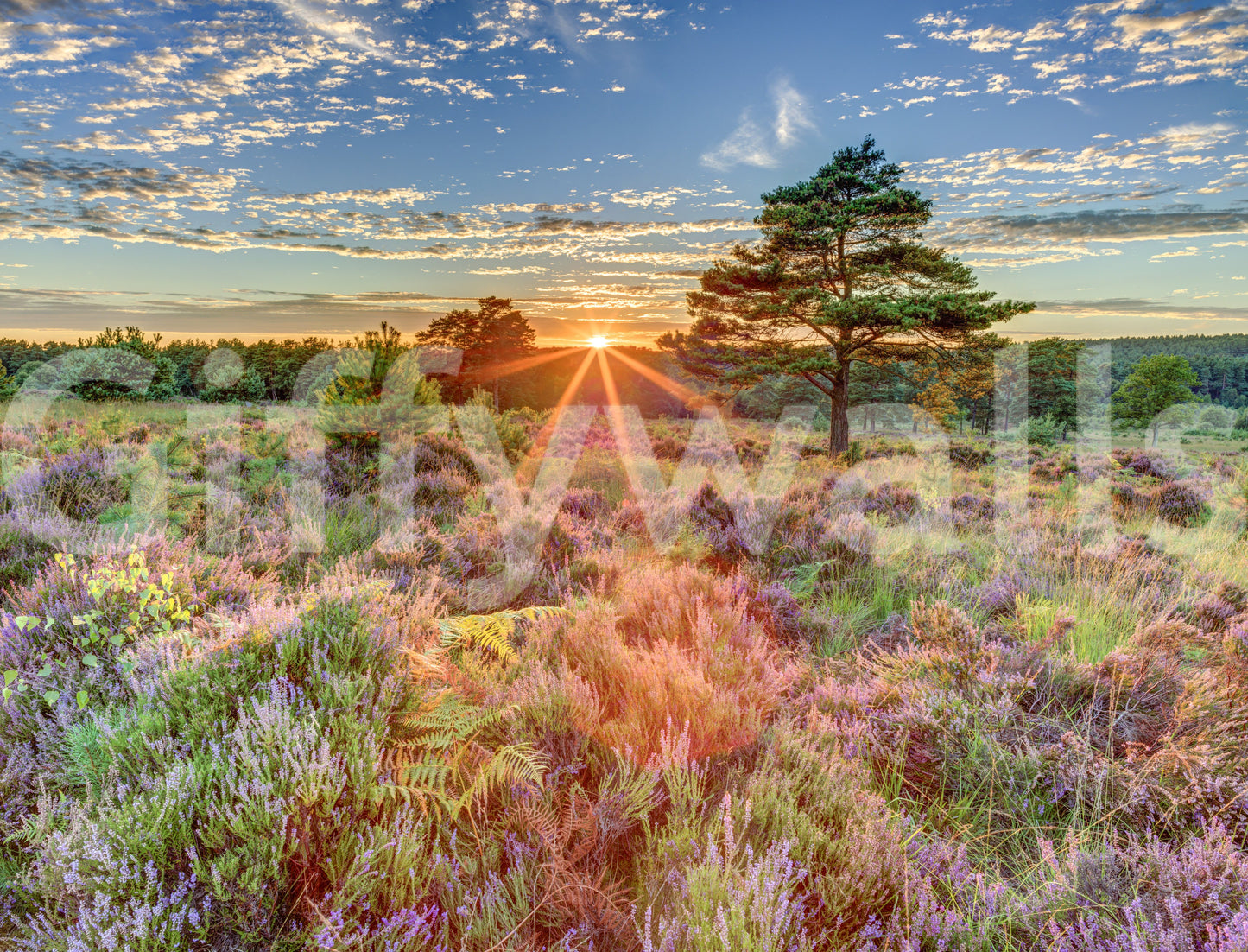 Soft golden light and heathland scene mural for a serene room.