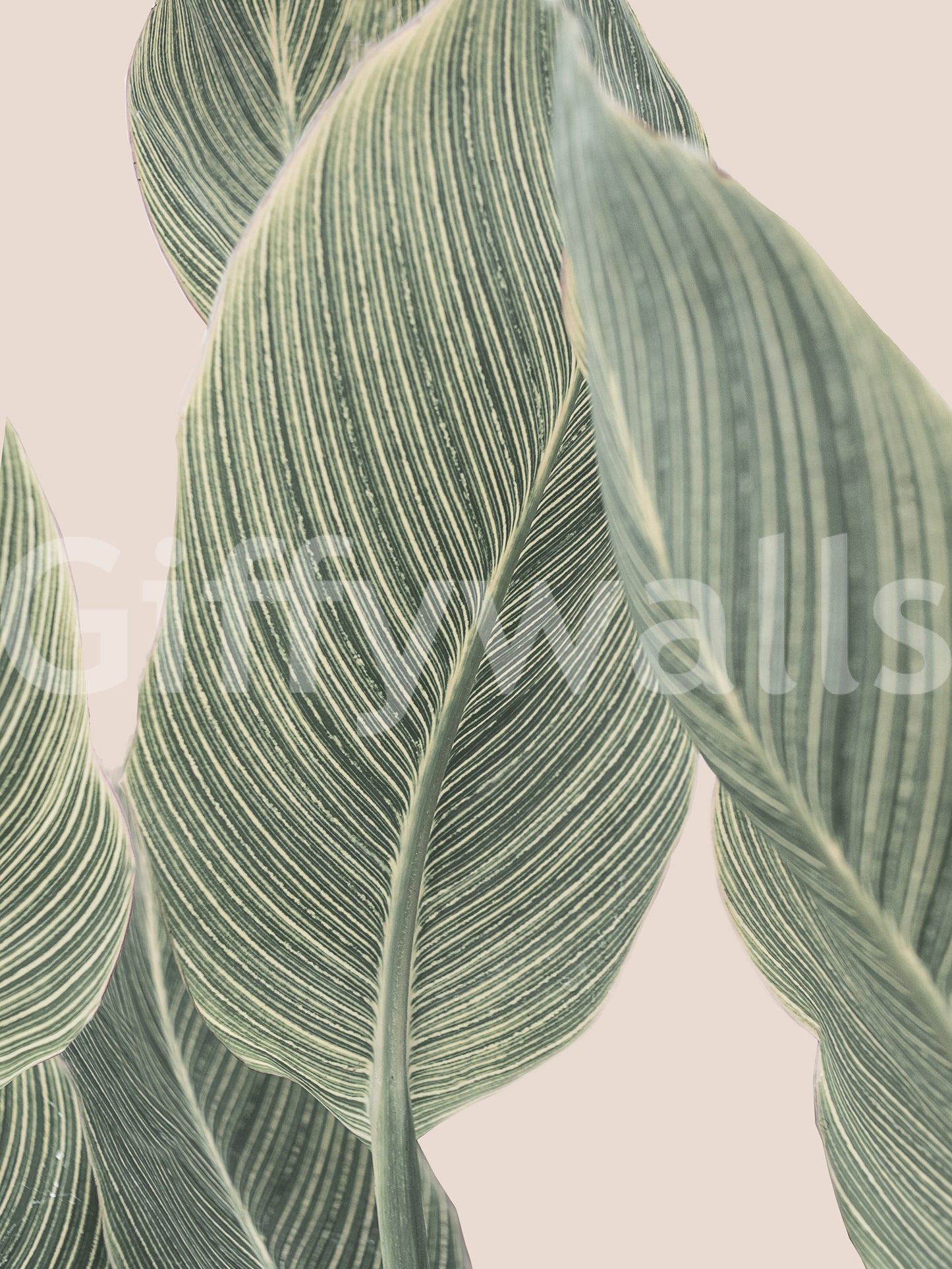 Sophisticated botanical lines wall mural for modern homes.