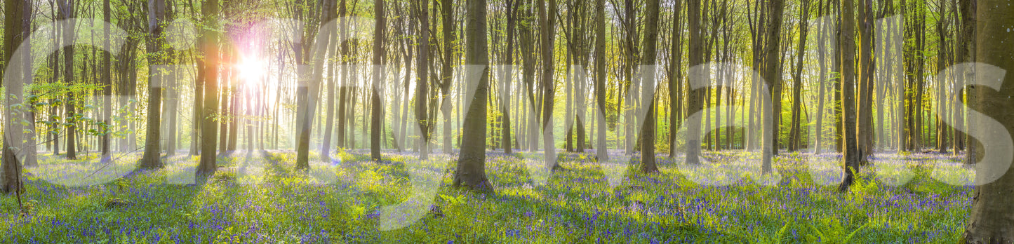 Romantic woodland flower mural