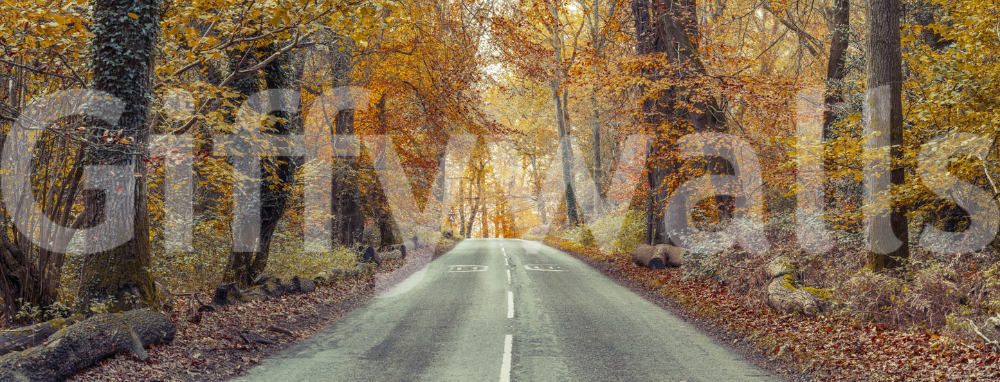 Fall foliage mural wallpaper