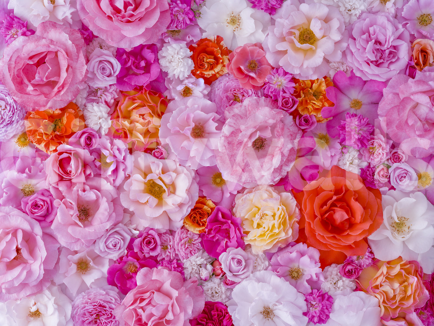 Color splash flower wallpaper