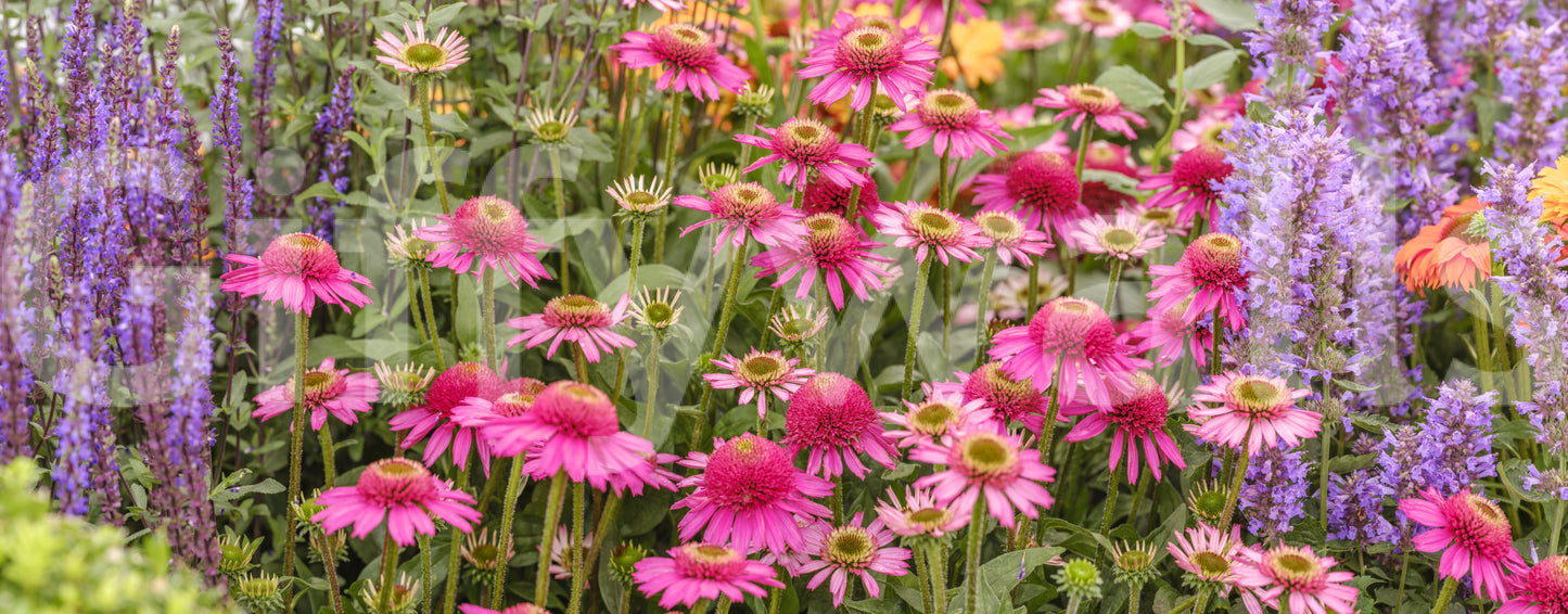 Wildflower mural for bedrooms