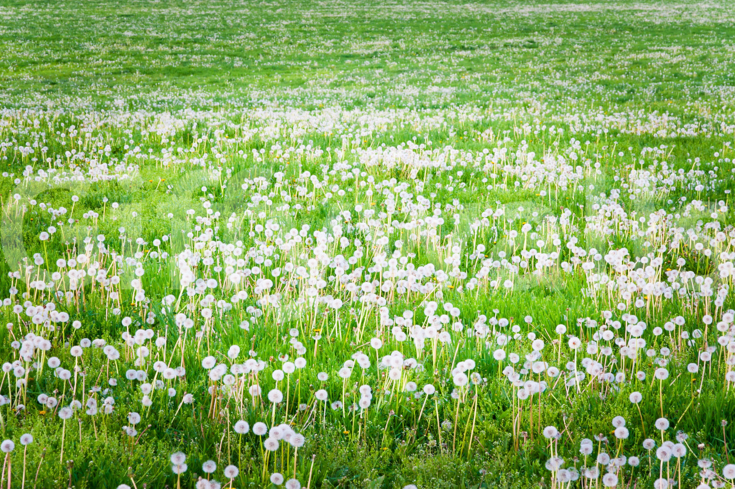 Fluffy white dandelions in fresh greenery