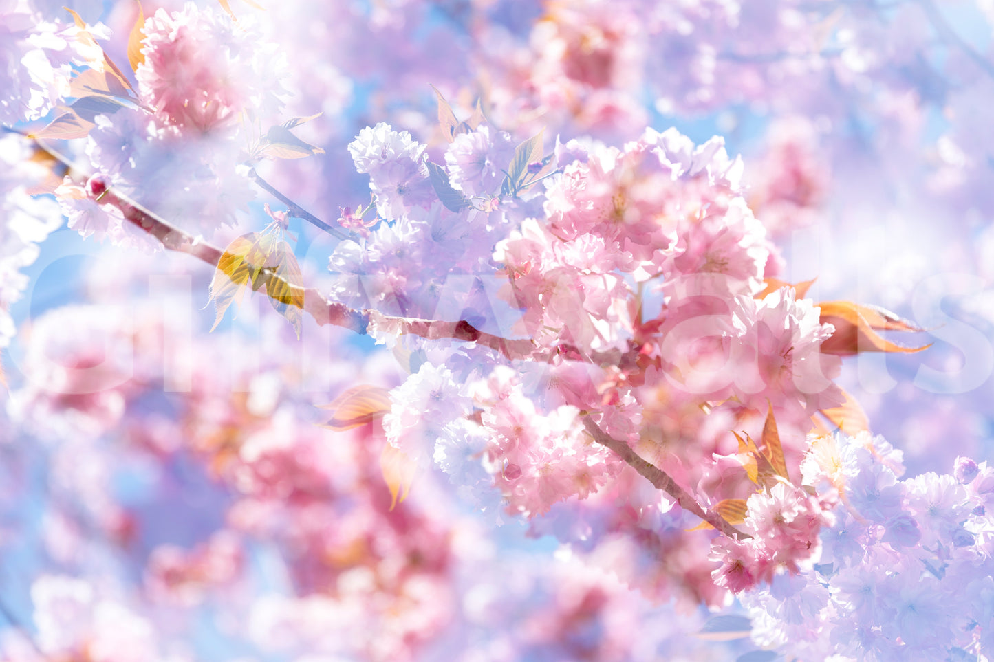 Soft Pink Blossoms Photography | Delicate Spring Floral Art | Serene Nature Decor Wall Mural