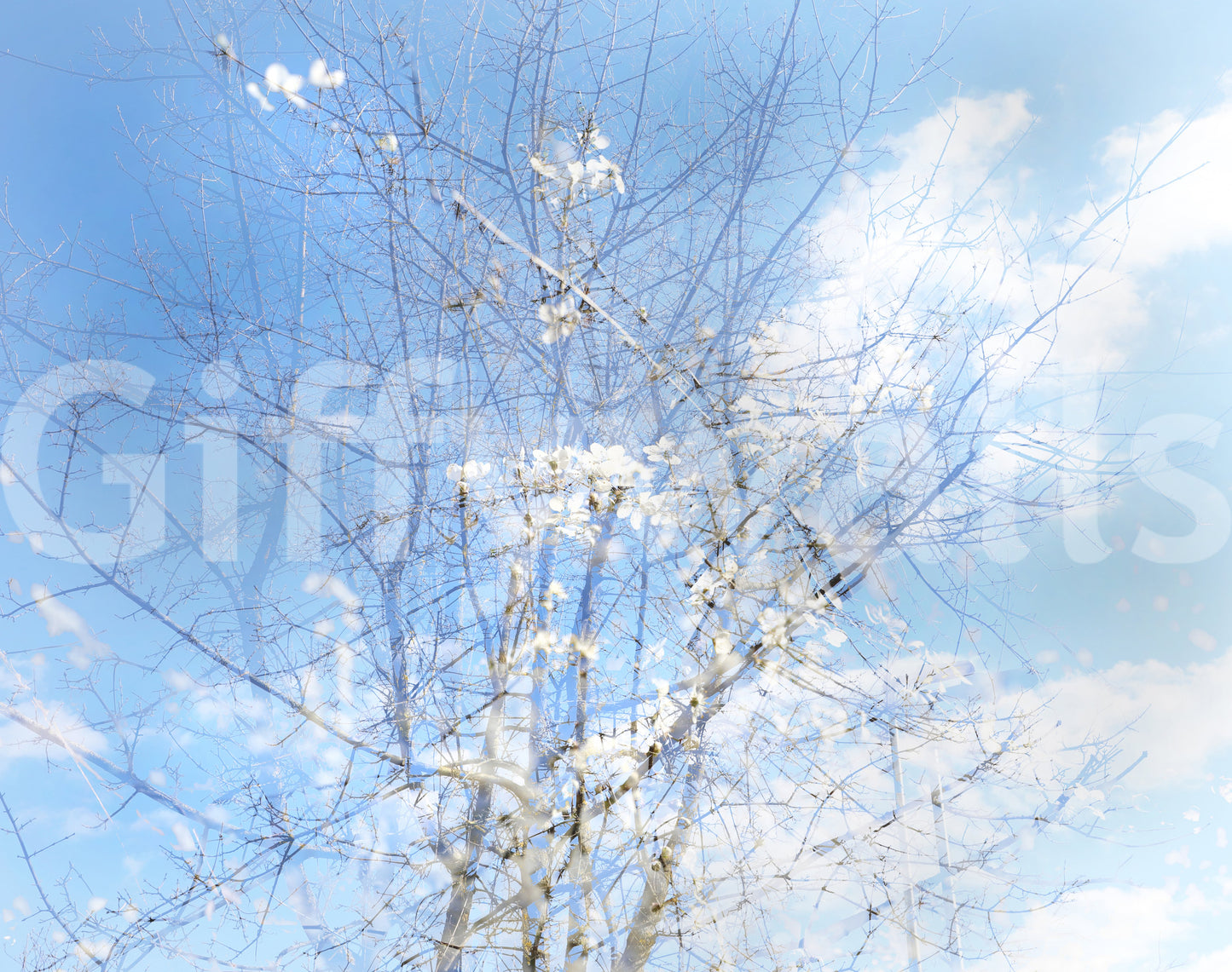 Ethereal Floral Sky Art | Serene Nature Photography | Dreamy Blossoms & Branches Wall Mural
