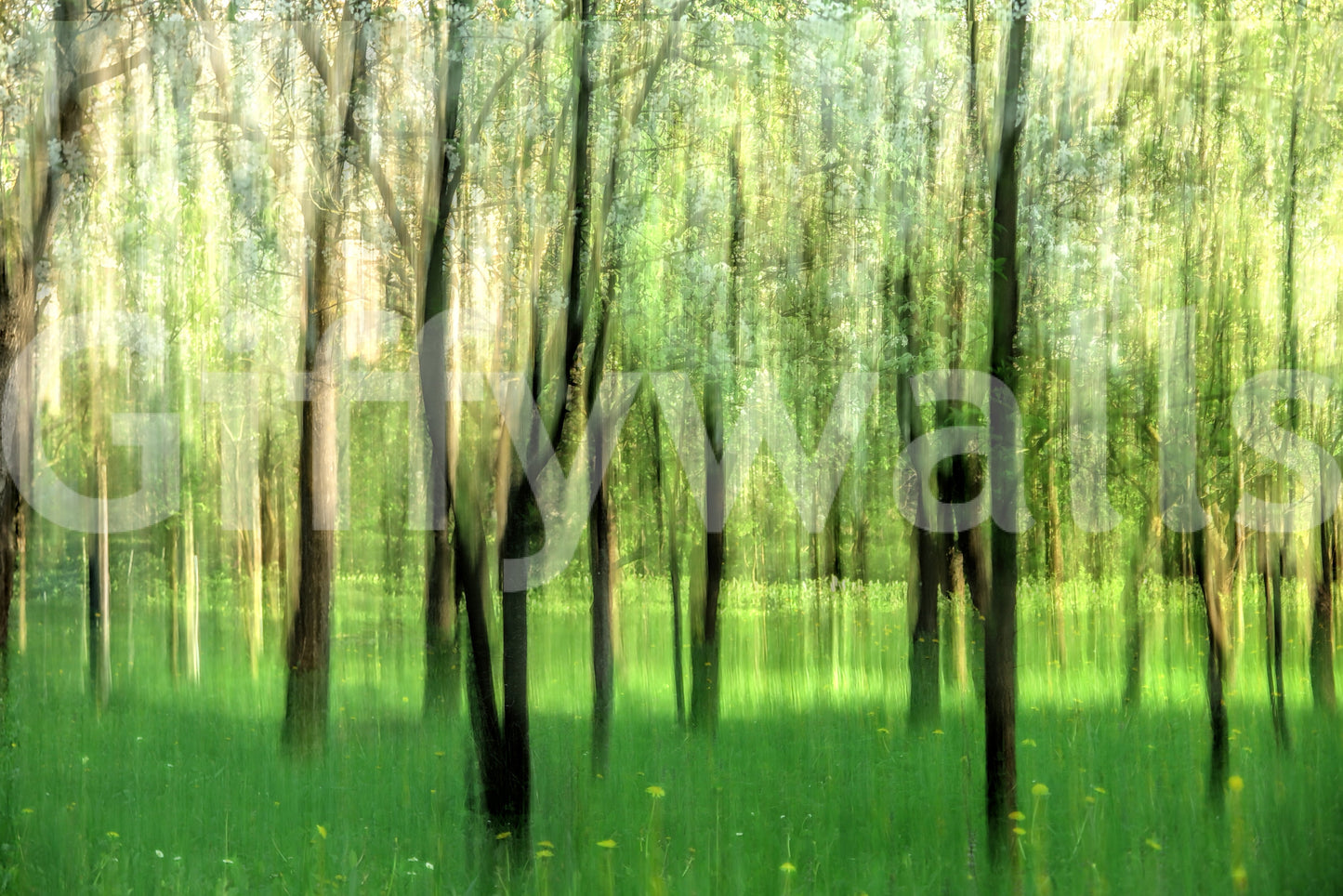 Relaxing blurred forest wall art