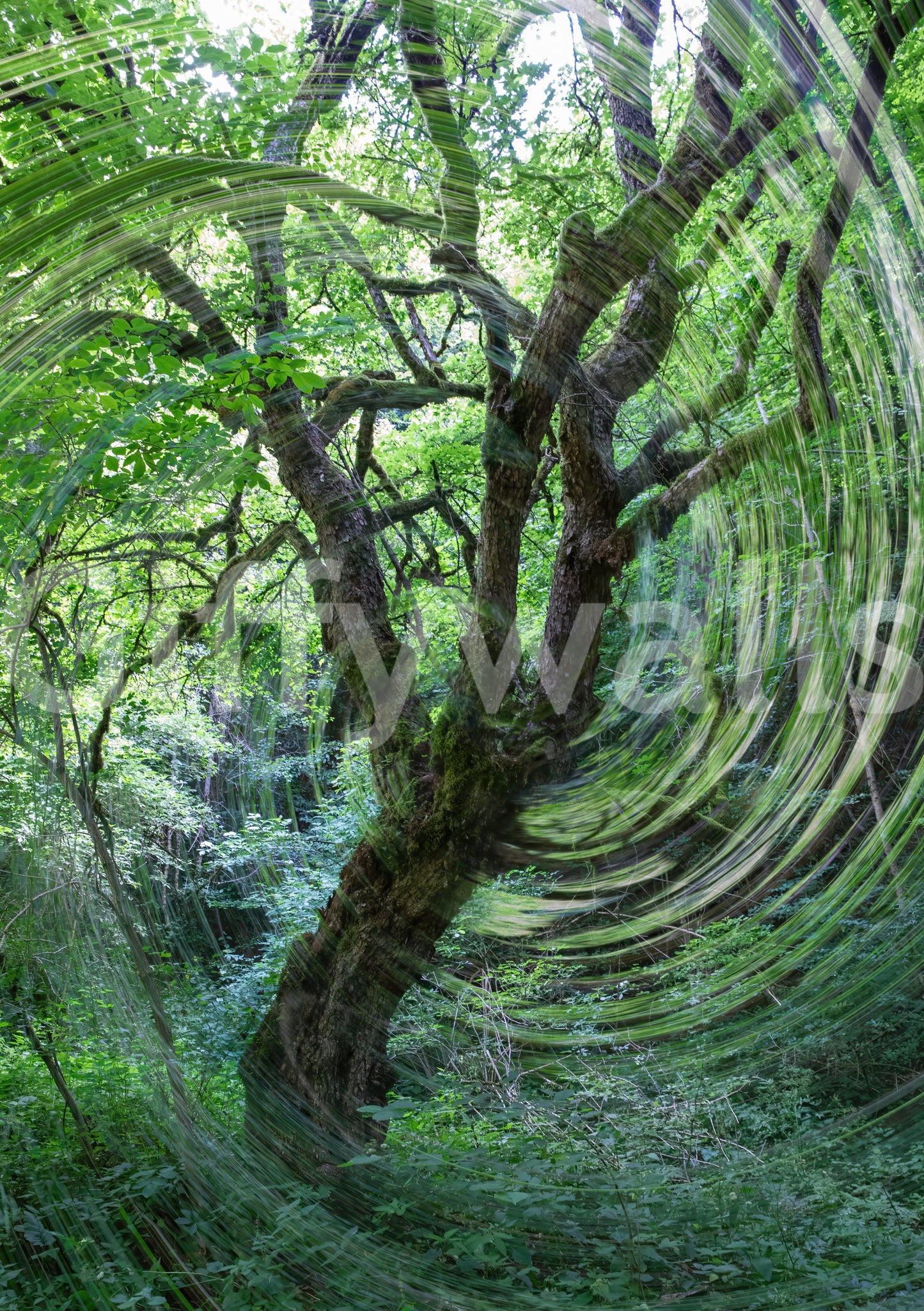 Eclectic abstract mural wallpaper