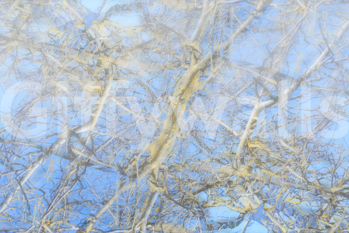 Brings a sense of calm and openness indoors.