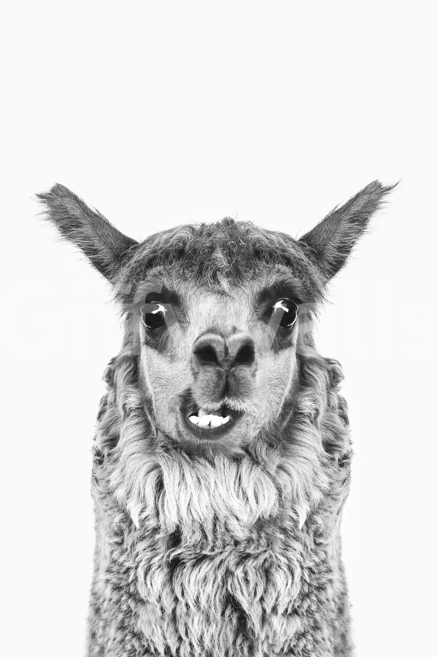 Wall decor evoking happiness and a love for animals.