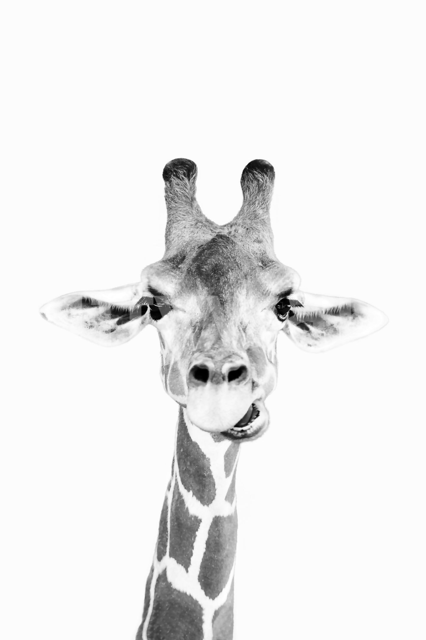 Wall decor evoking happiness and a love for animals.