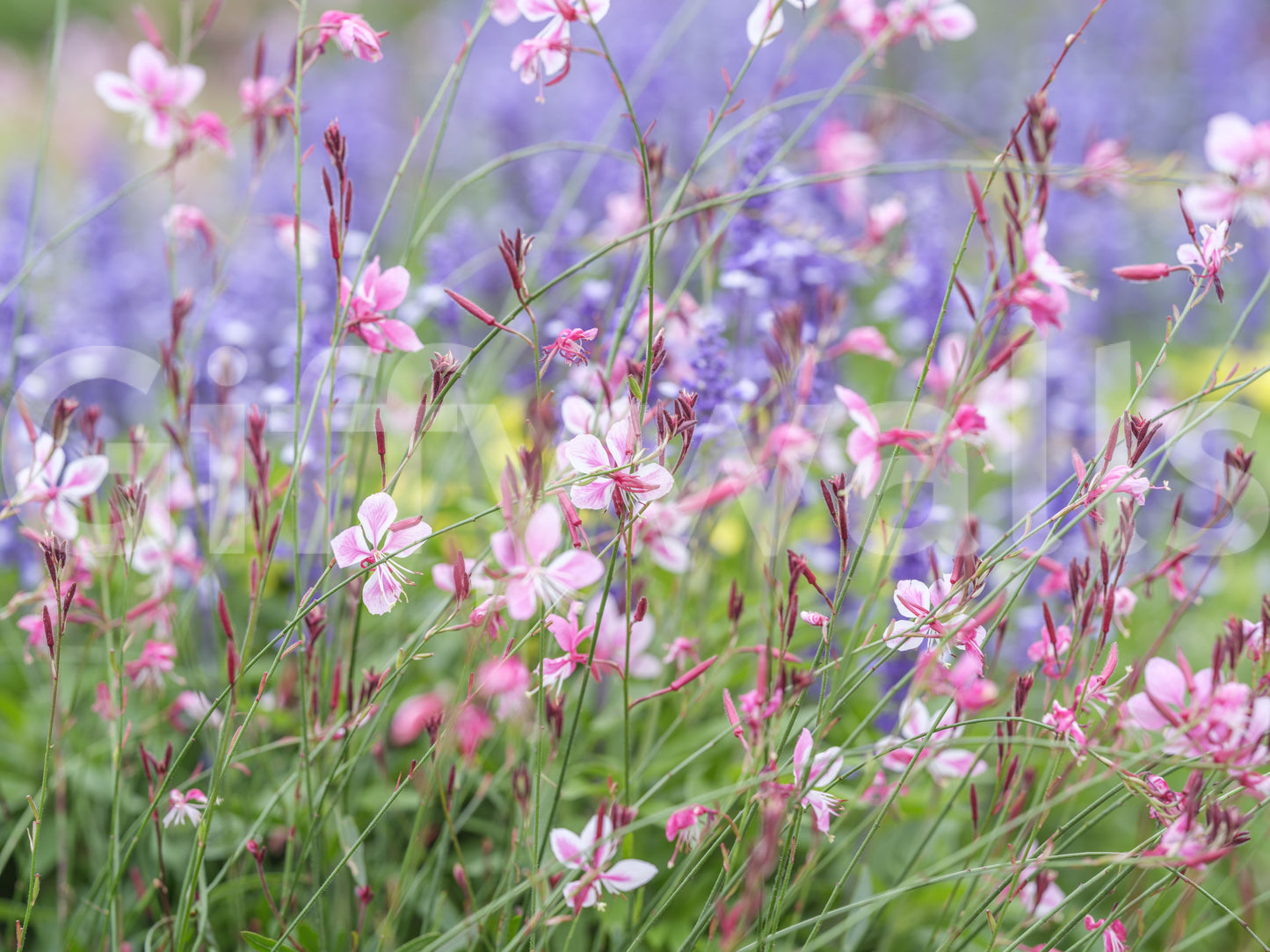 Captures the essence of delicate blooms in a harmonious floral symphony.