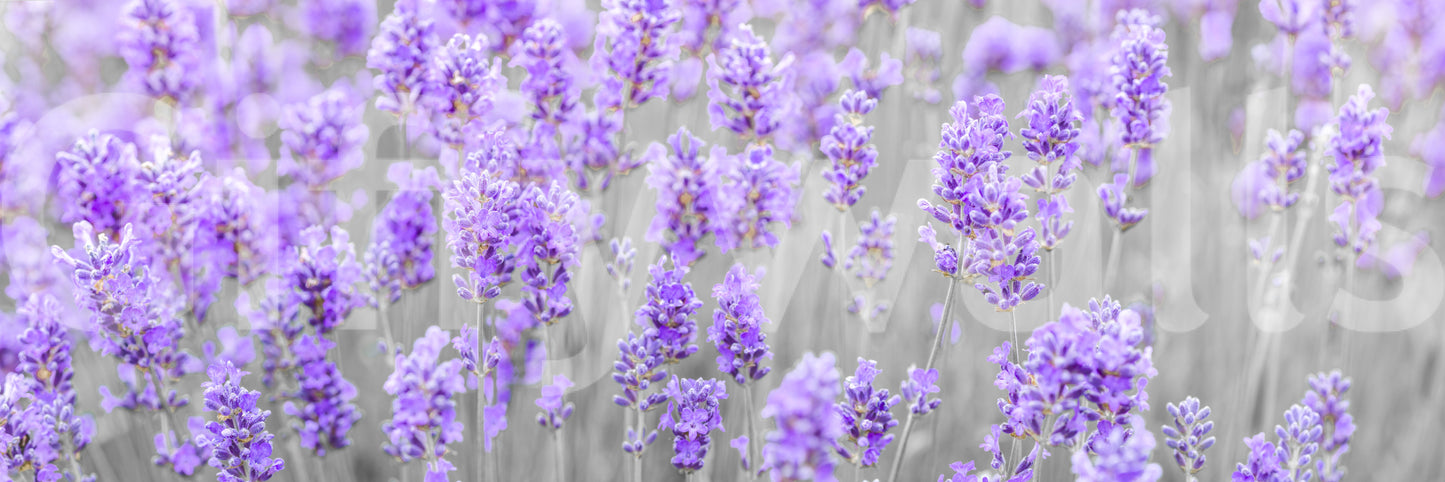 The wallpaper features a large floral pattern.