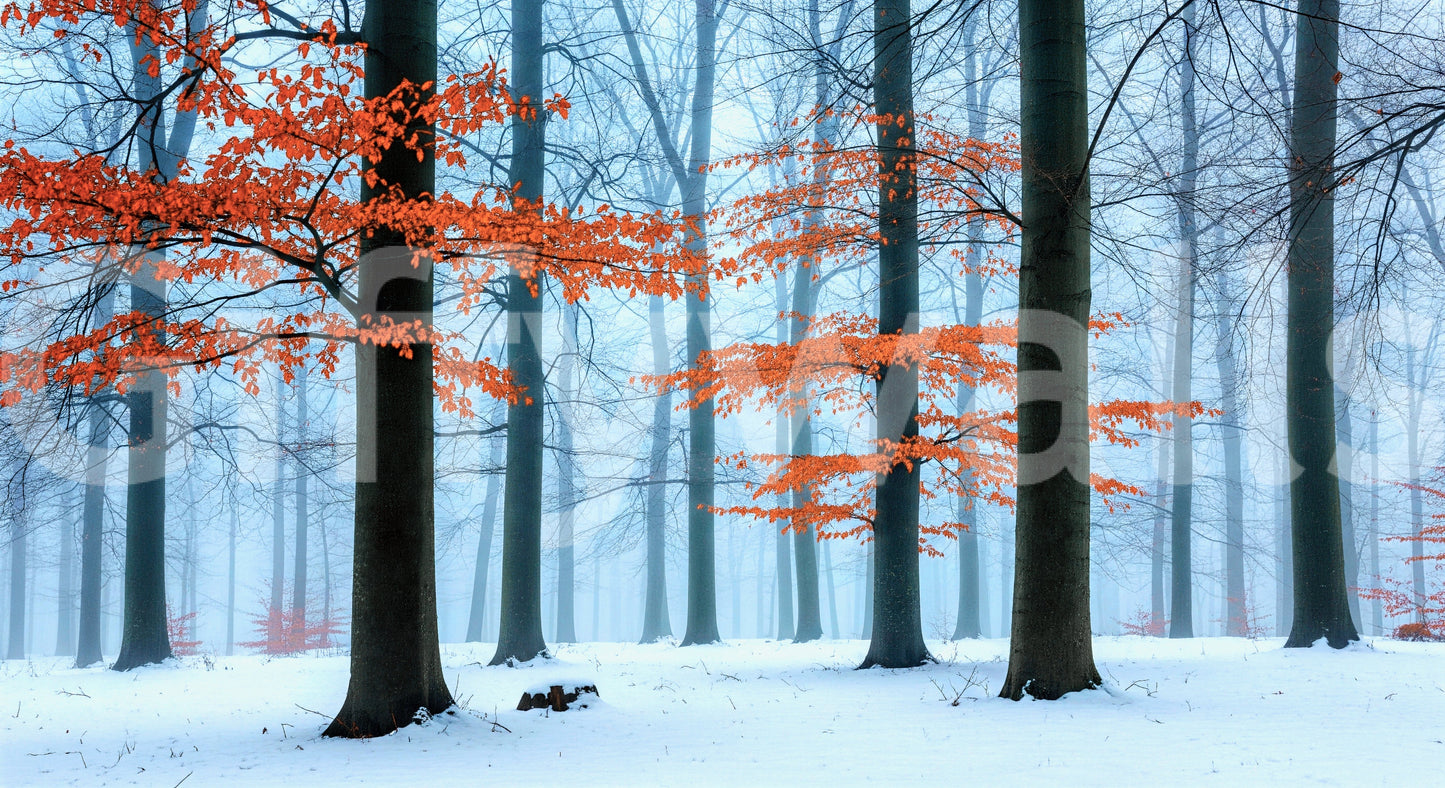 A wide shot of a wall mural showing a serene autumn forest.