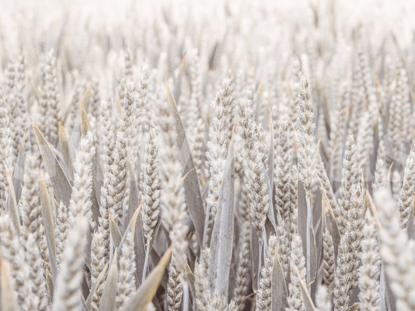 A detail of the warm tones in the field and sky.