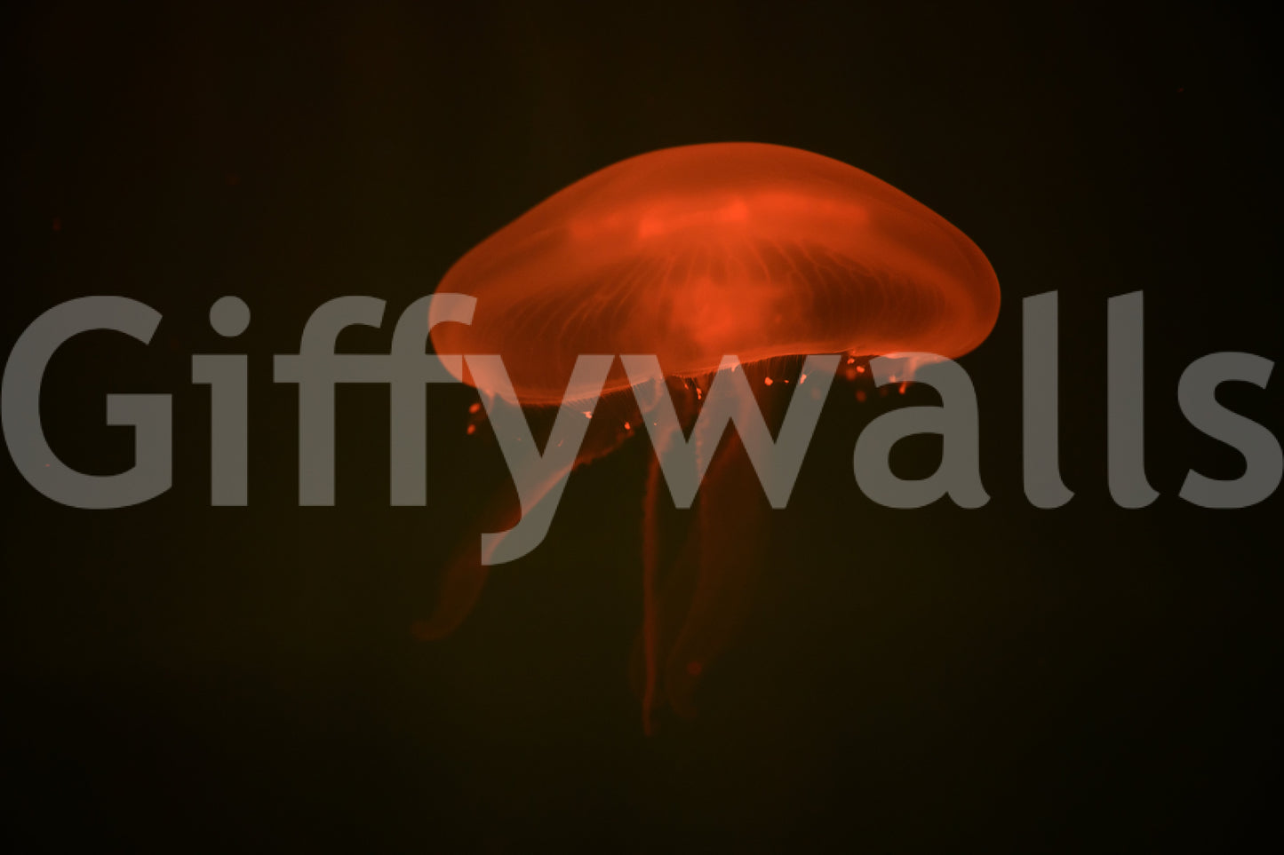 A high-quality vibrant reef wall mural for walls.