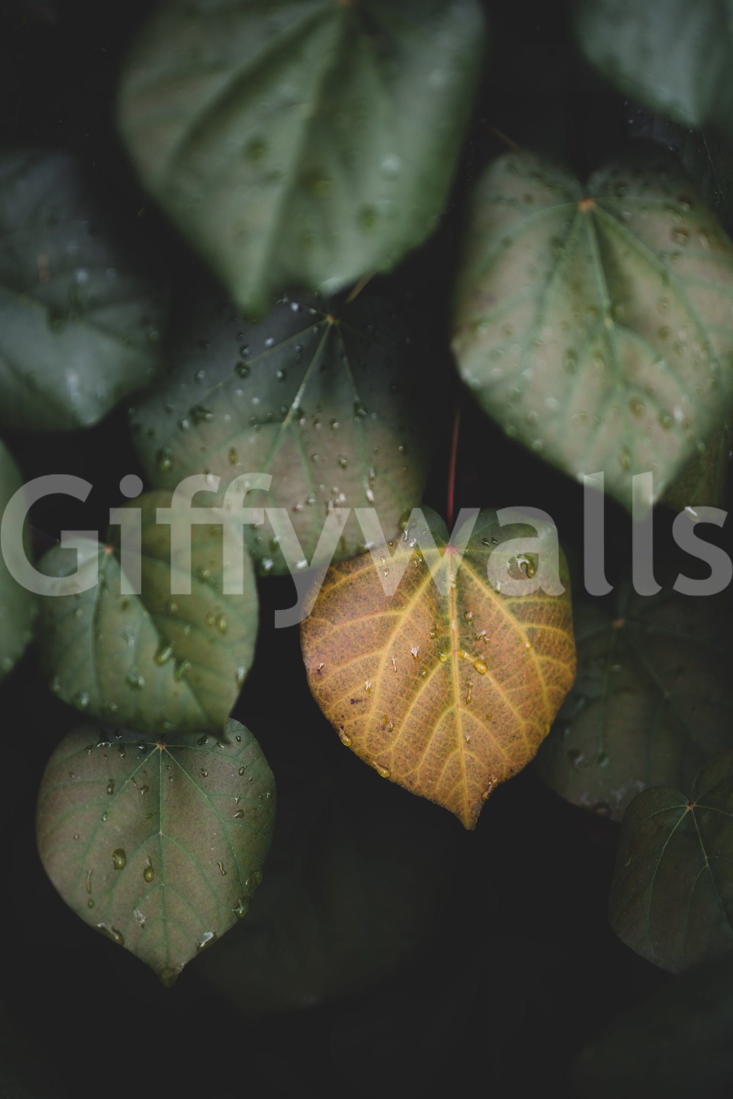 A detail of the warm tones in the leaves and sky.