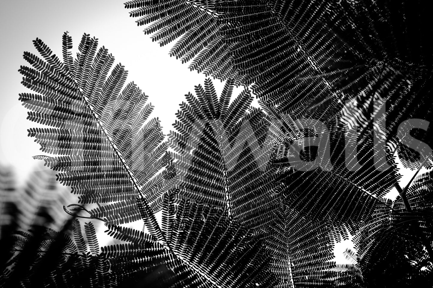 A high-quality minimalist wall mural for walls.