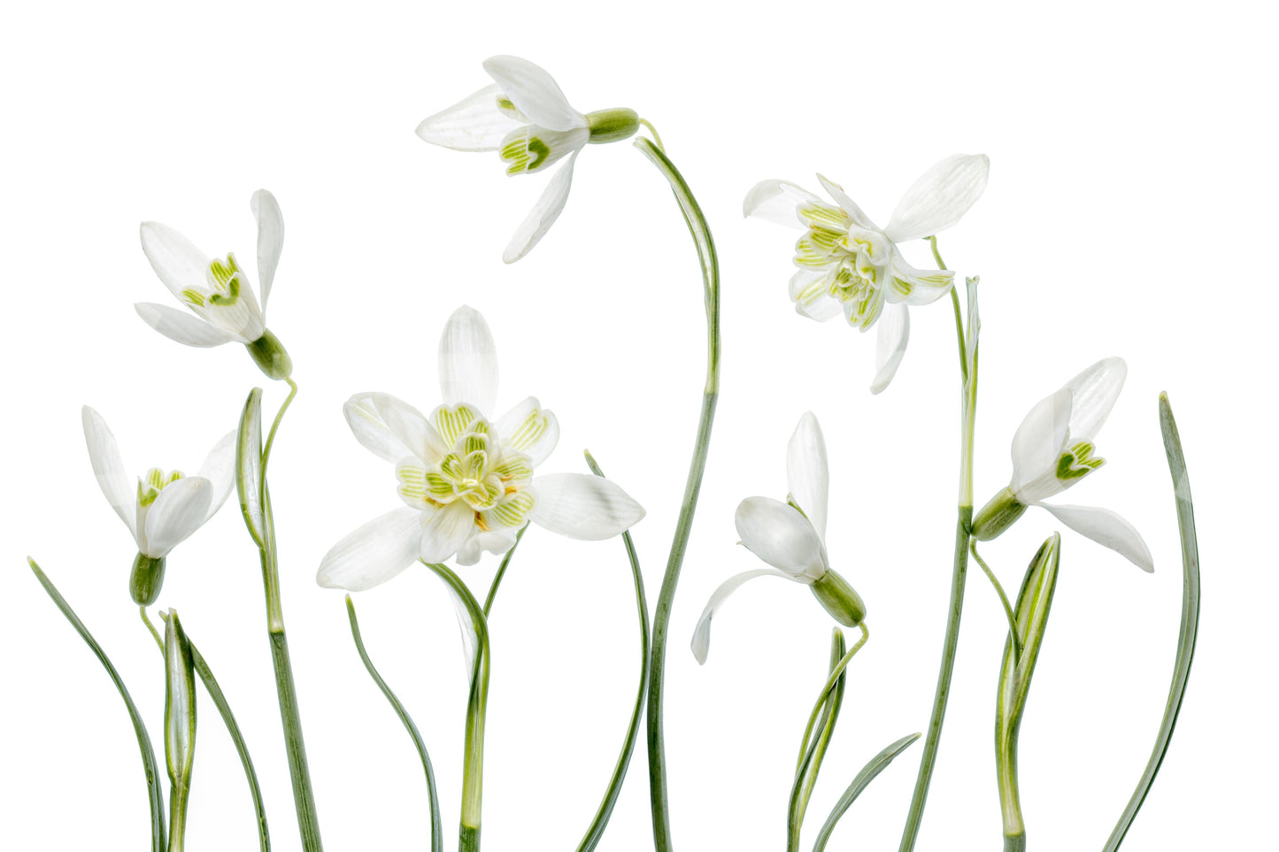 An artistic nature inspired mural for home decor.