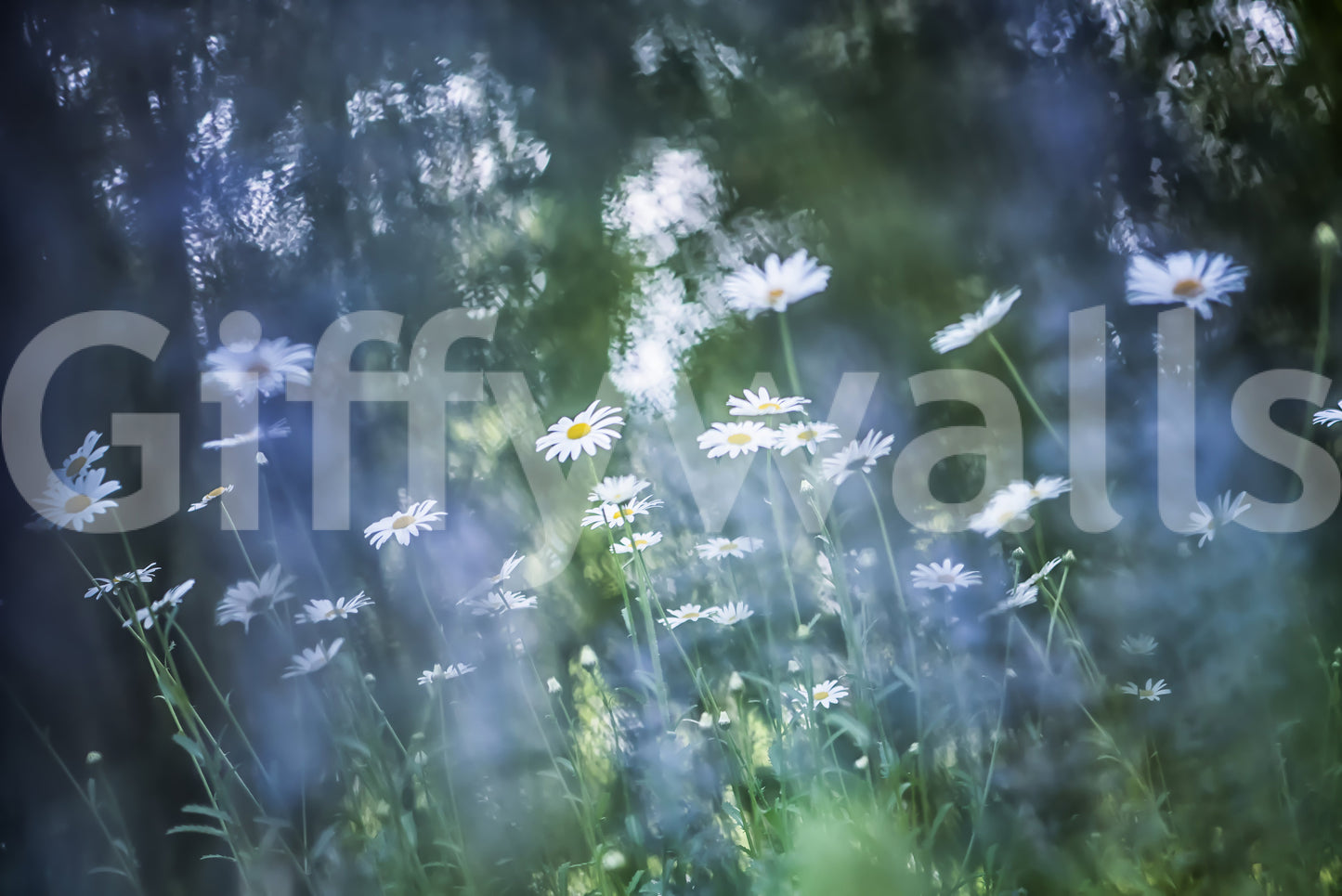 Daisy Dreamscape Wall Mural -2596582
