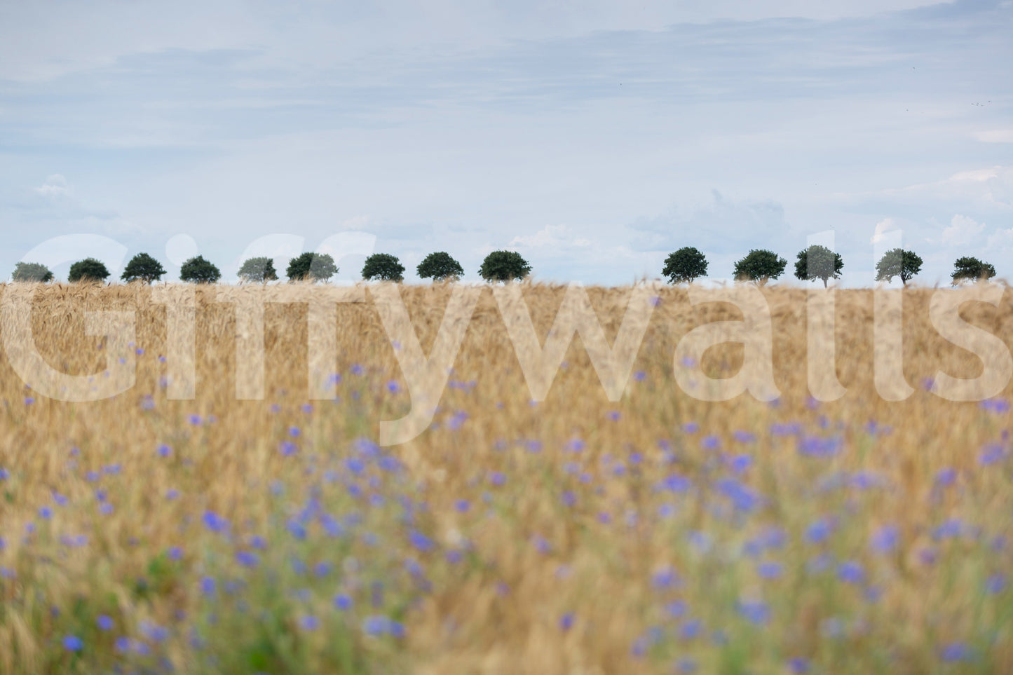 Golden Fields Serenity Wall Mural -2658156