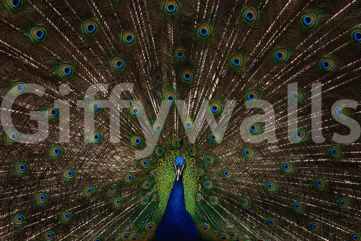 Peacock Pride Wall Mural -2533418