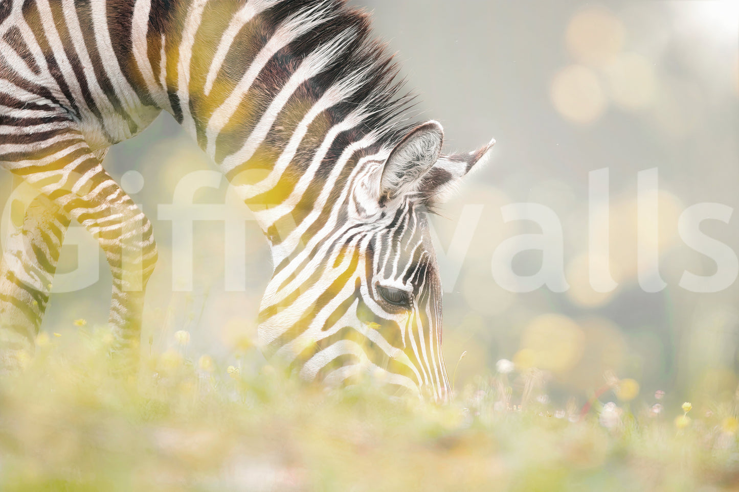 Zebra's Grazing Gaze Wall Mural
