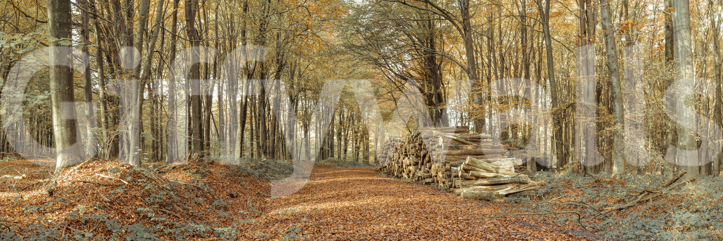 Hushed and gorgeous woodland route, Autumn Forest Scene home styling.