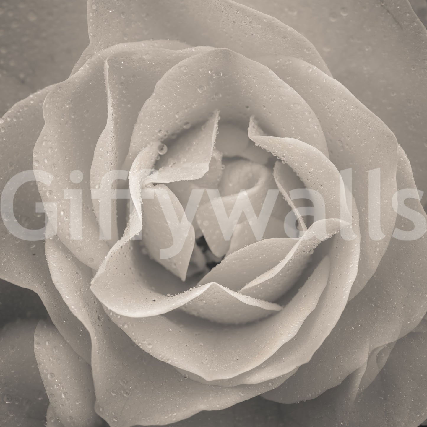 Dramatic sepia-toned rose mural showcasing layered petals in crisp detail.