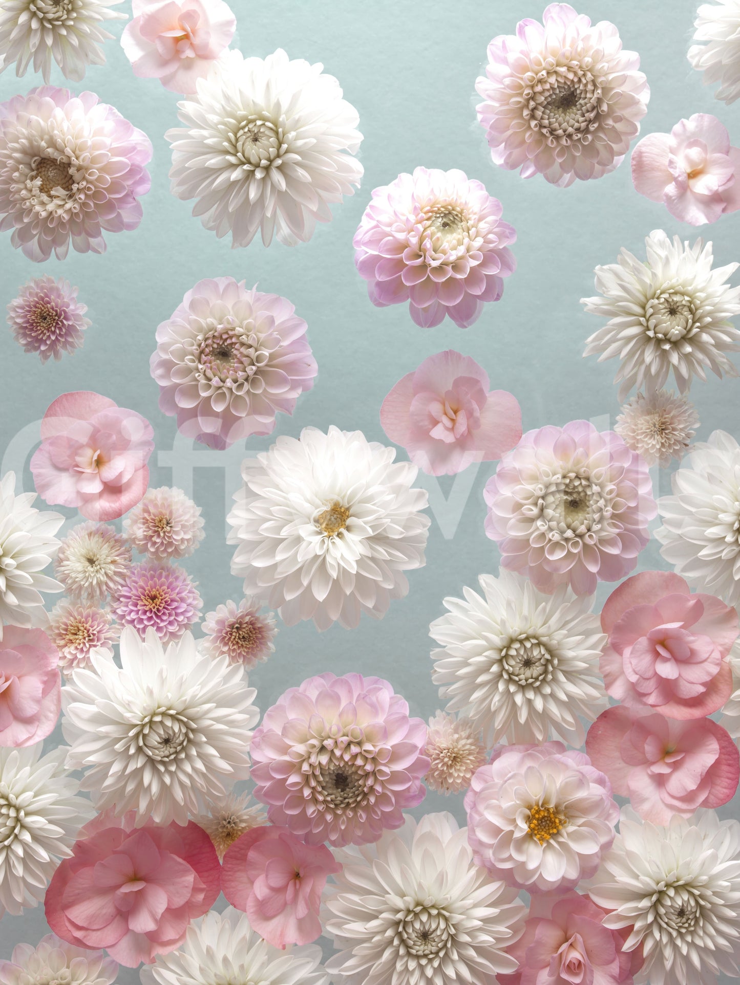 Awesome wall mural for bedroom; scattered pink flowers creating delightful depth.