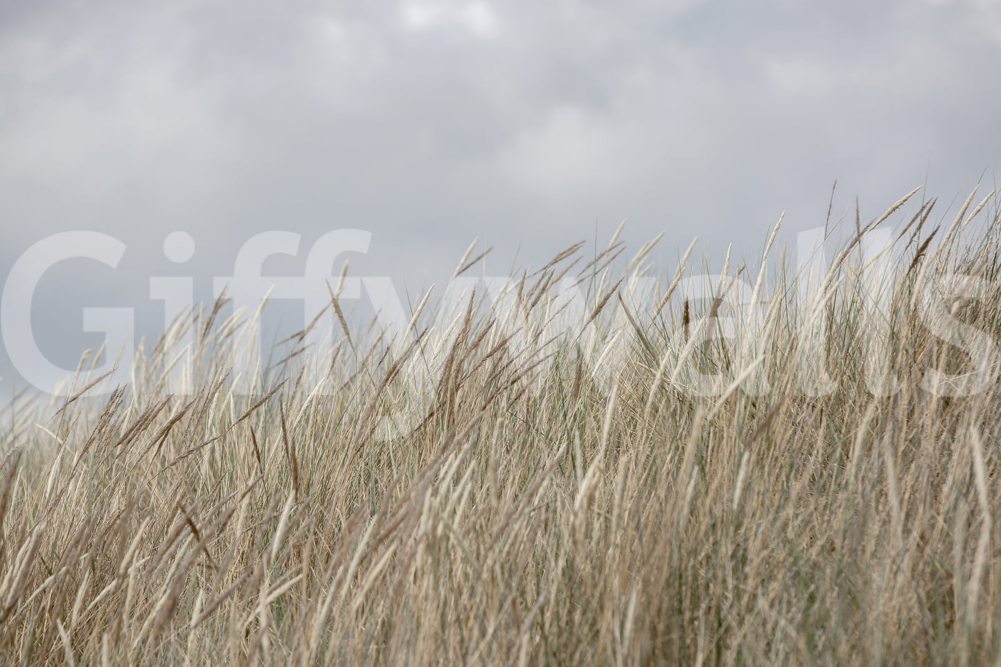 Golden brown pasture flora depicted in Woodland Dune Grass wallpaper art.