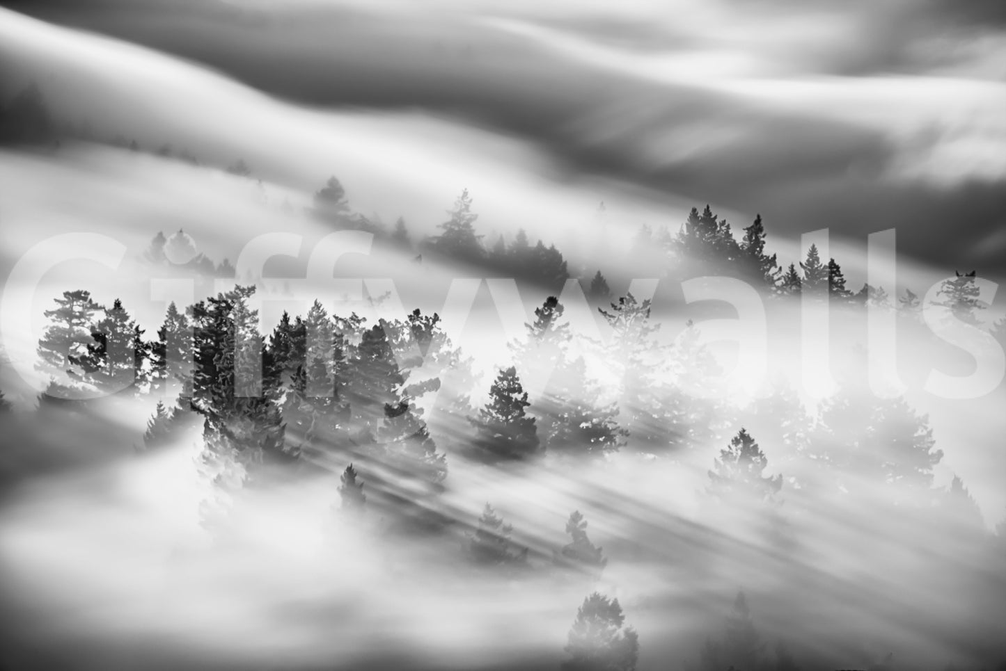 Dramatic fog layers wallpaper for walls evergreen woods.