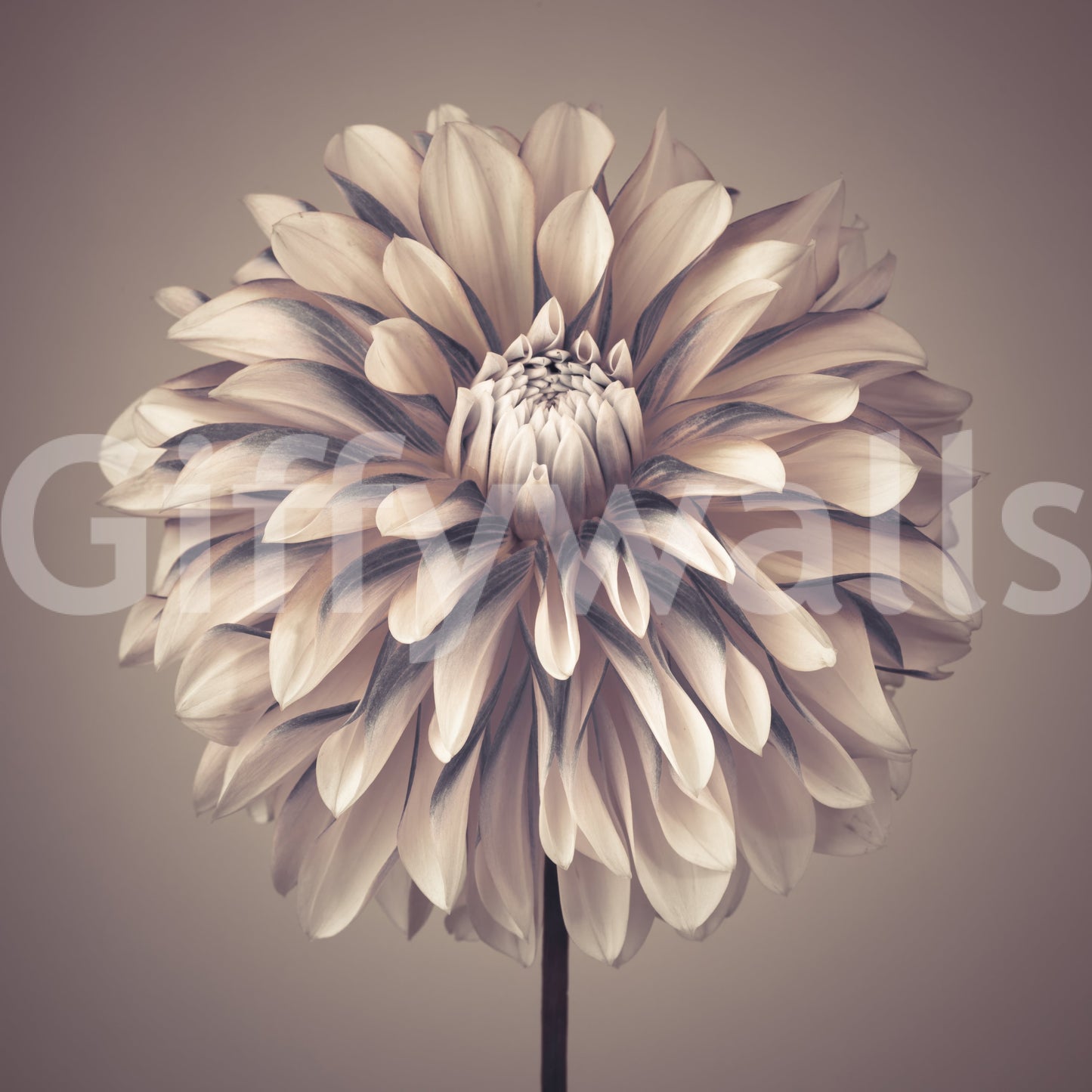 Soft Vintage Dahlia Wall Mural