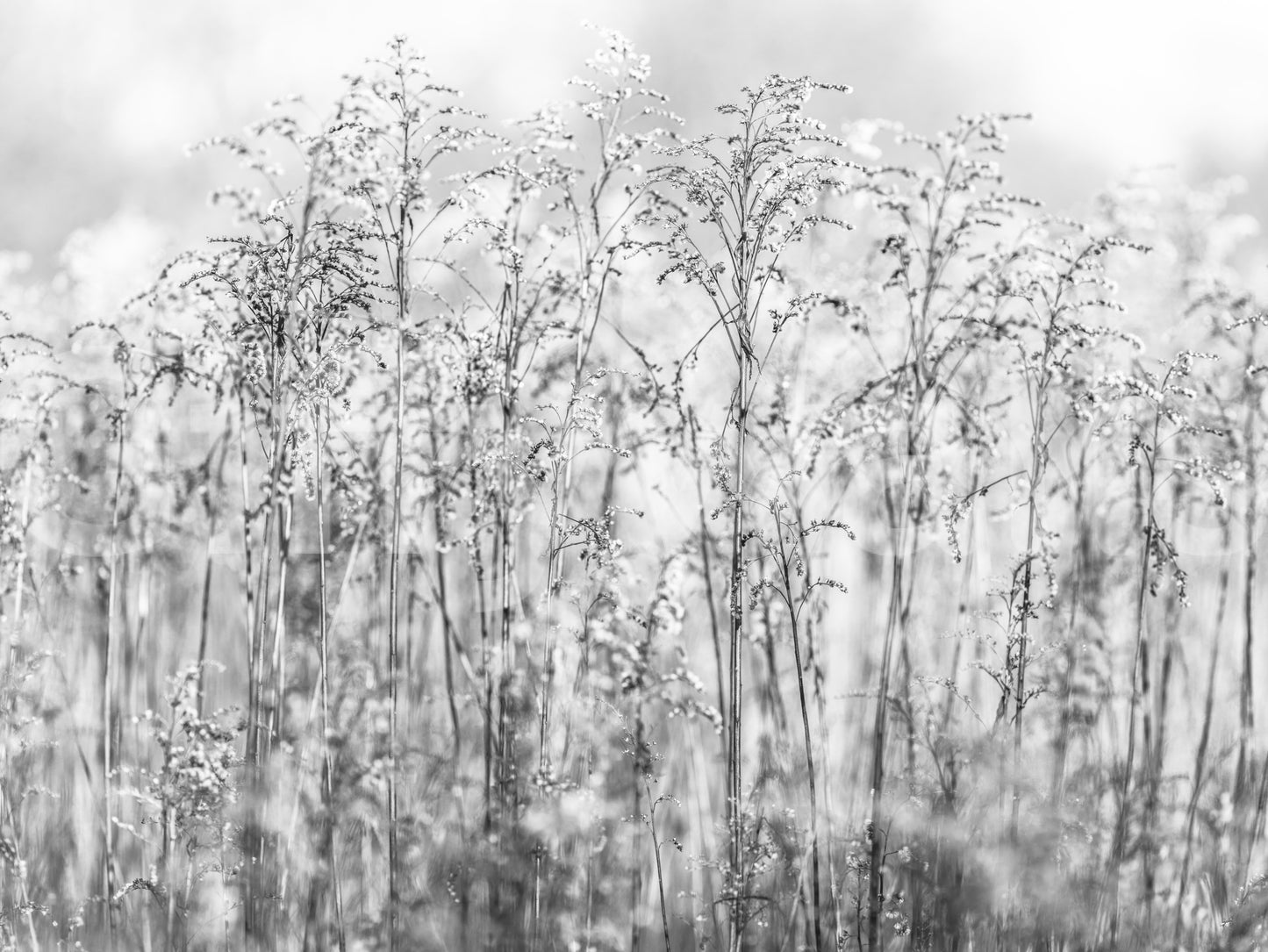 Whispering Weeds Wall Mural