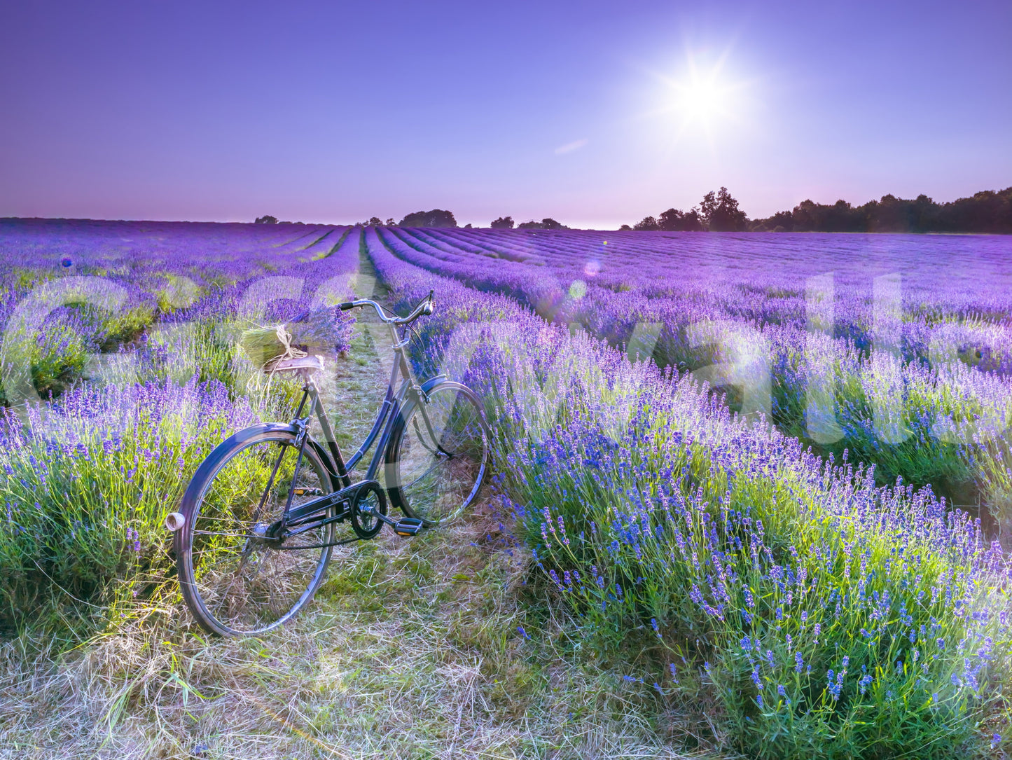 Sunlit Lavender Escape Wall Mural