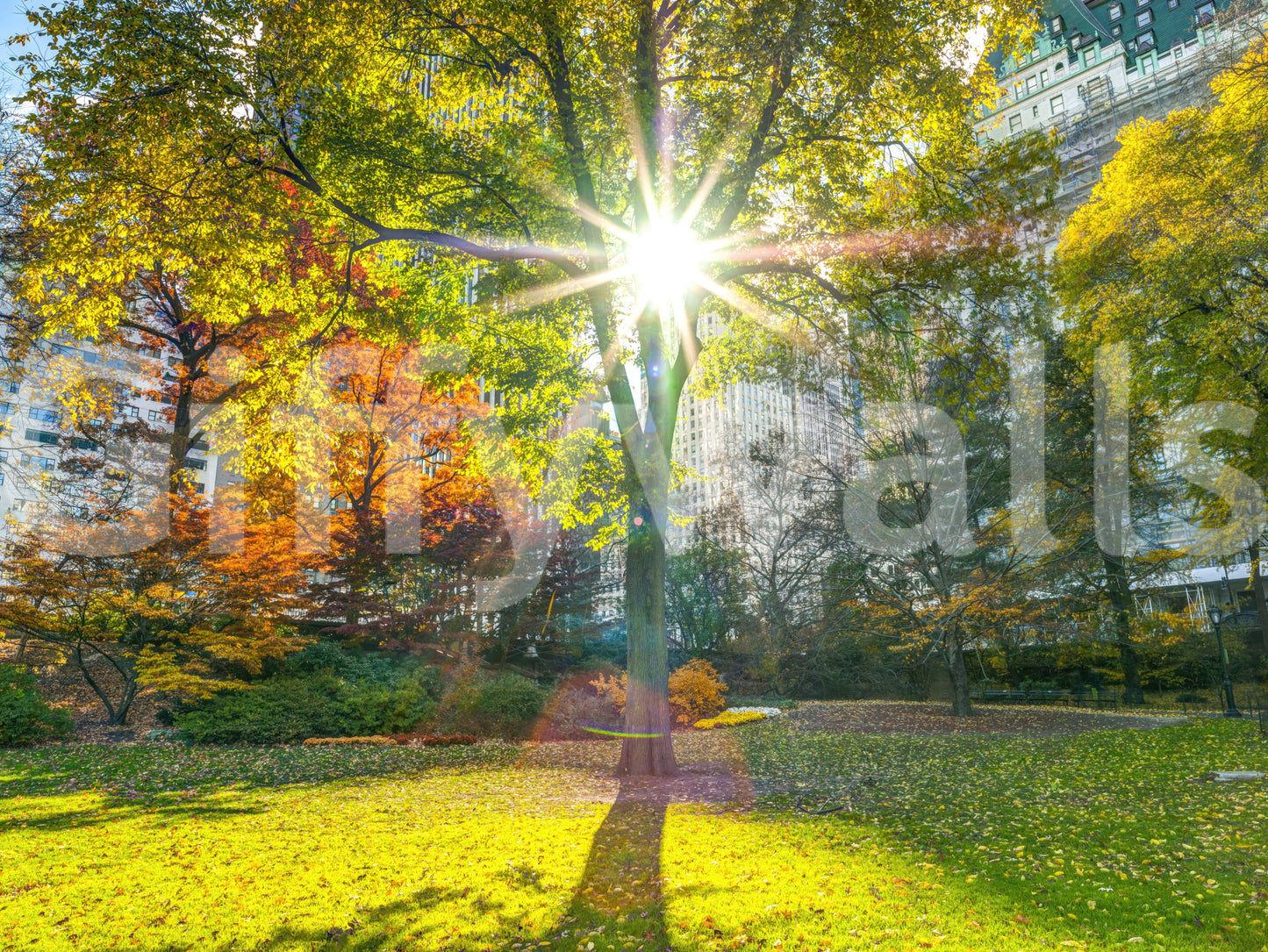 Sun Rays Through Trees Wall Mural