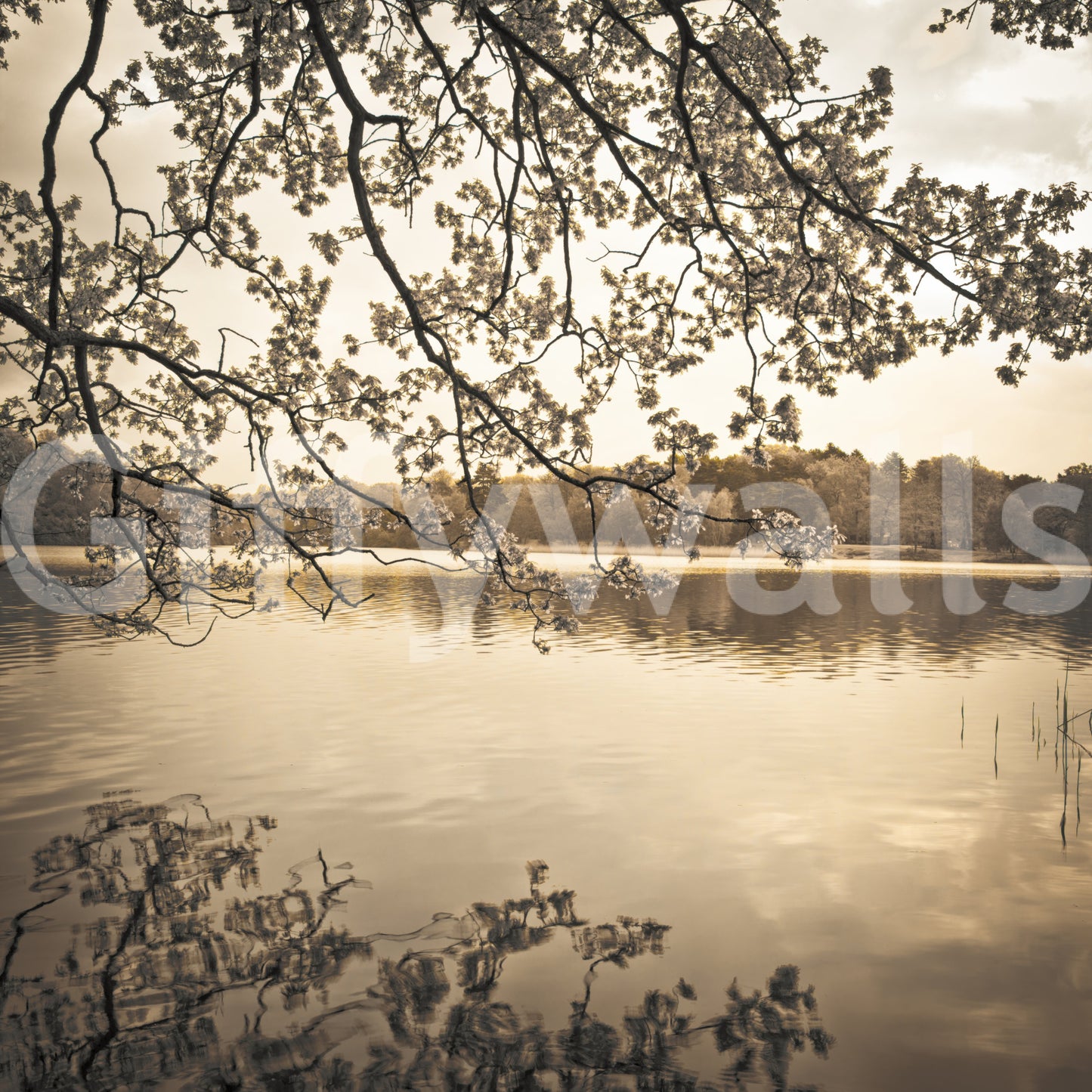 Äste über dem See Wandbild